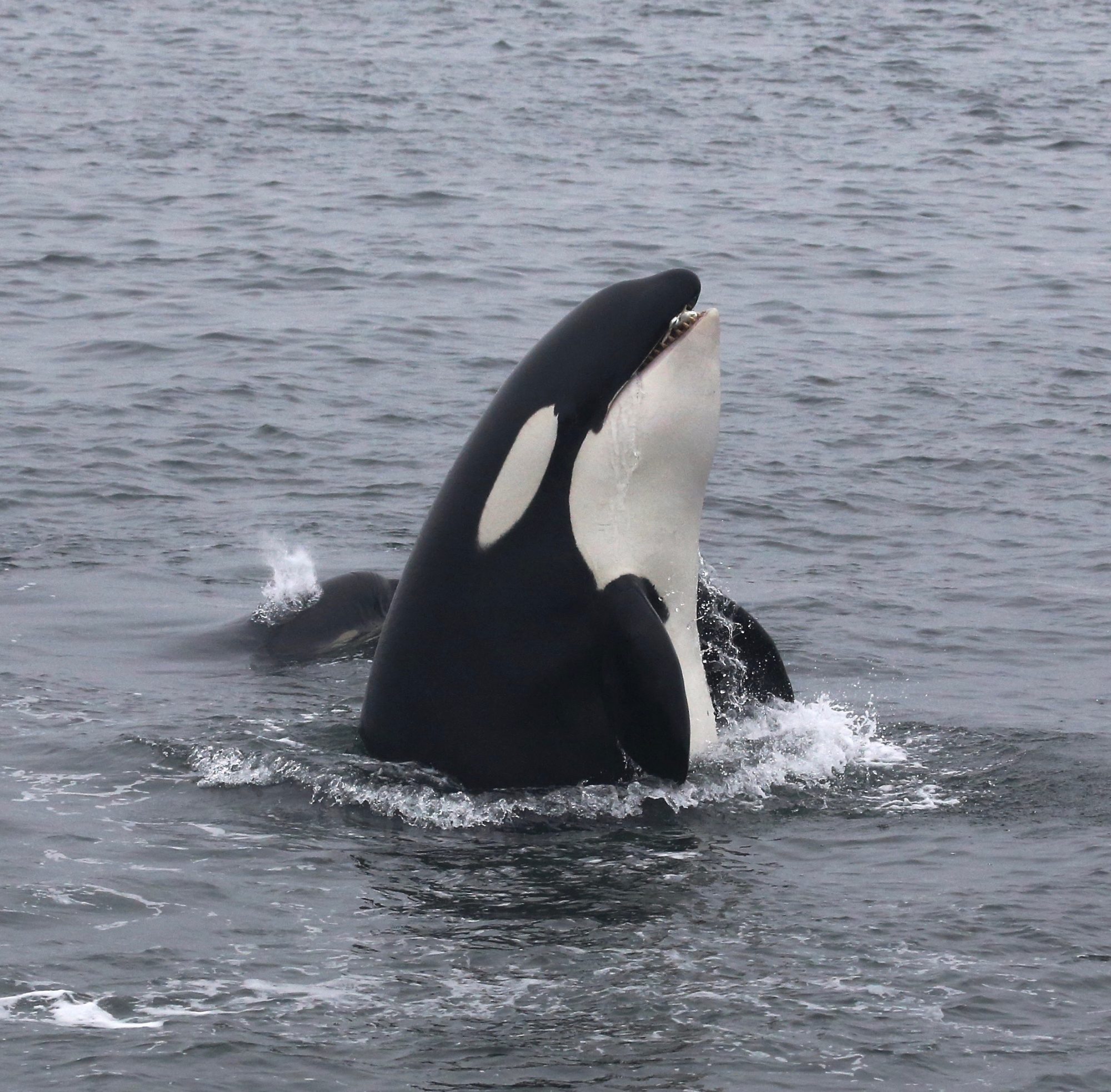 Does a transient Orca take a salmon? – Alaska 2013