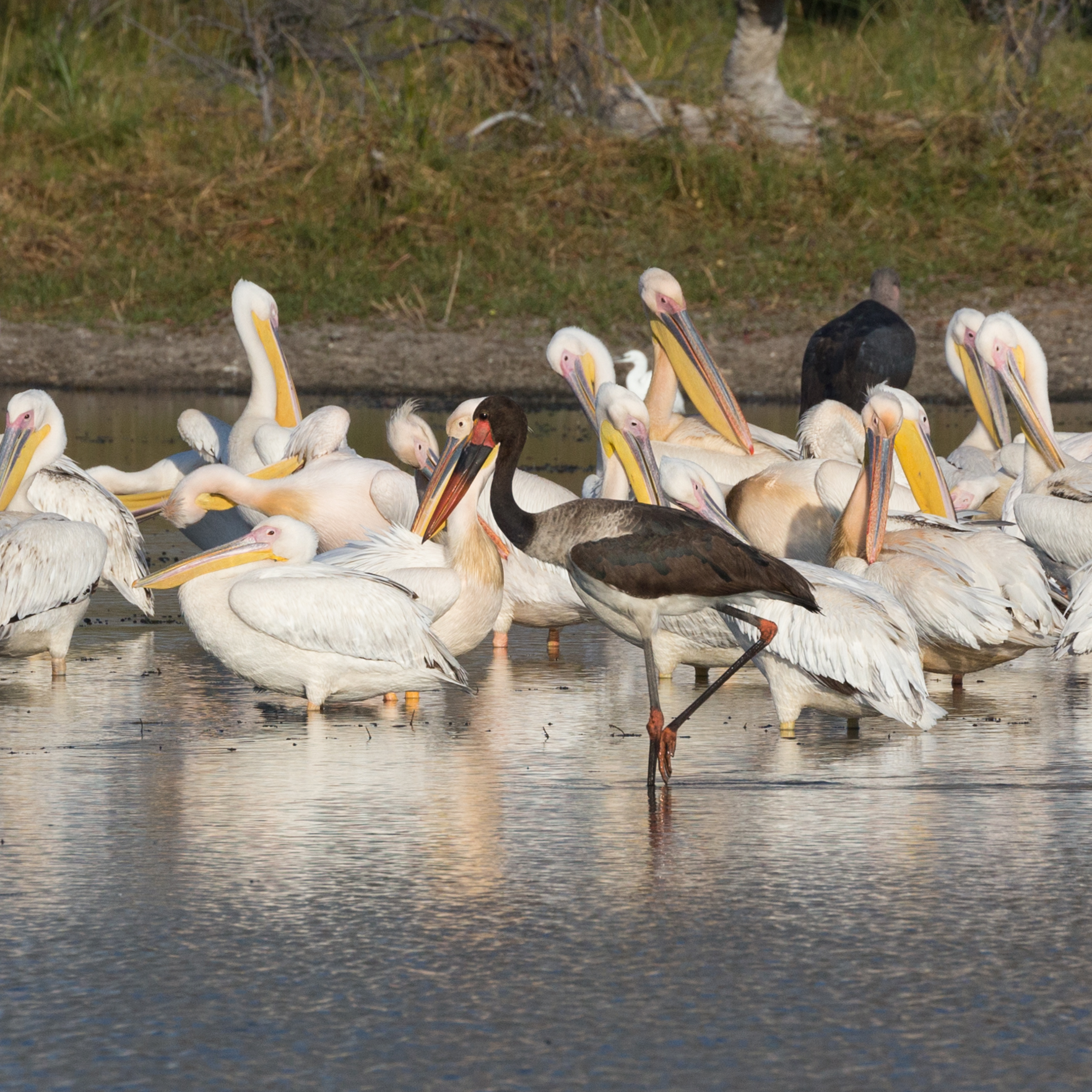 Birds at a water hole – Botswana 2015