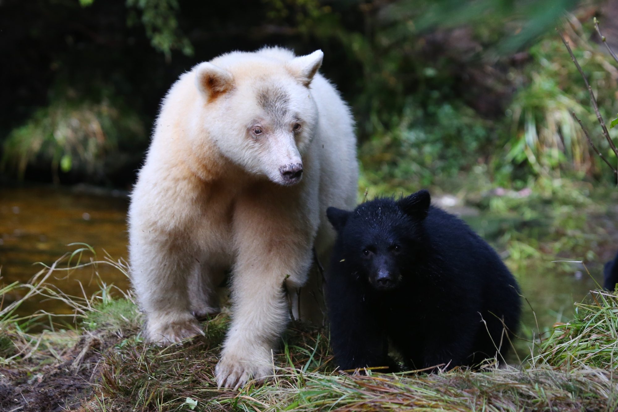 A Spirit Bear with two black cubs – Great Bear Rainforest, Canada 2014