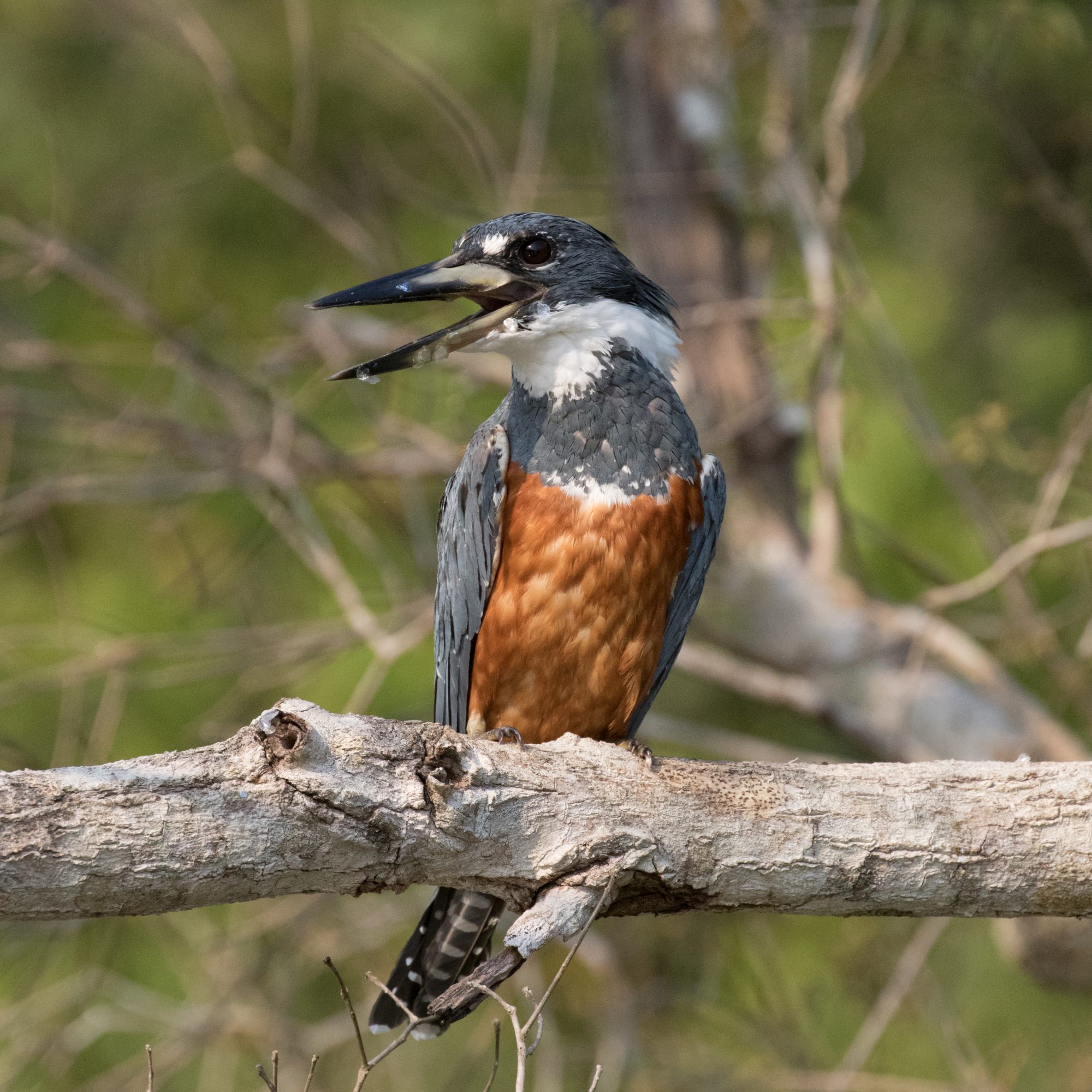 Ringed Kingfishers – Pantanal, Brazil 2016