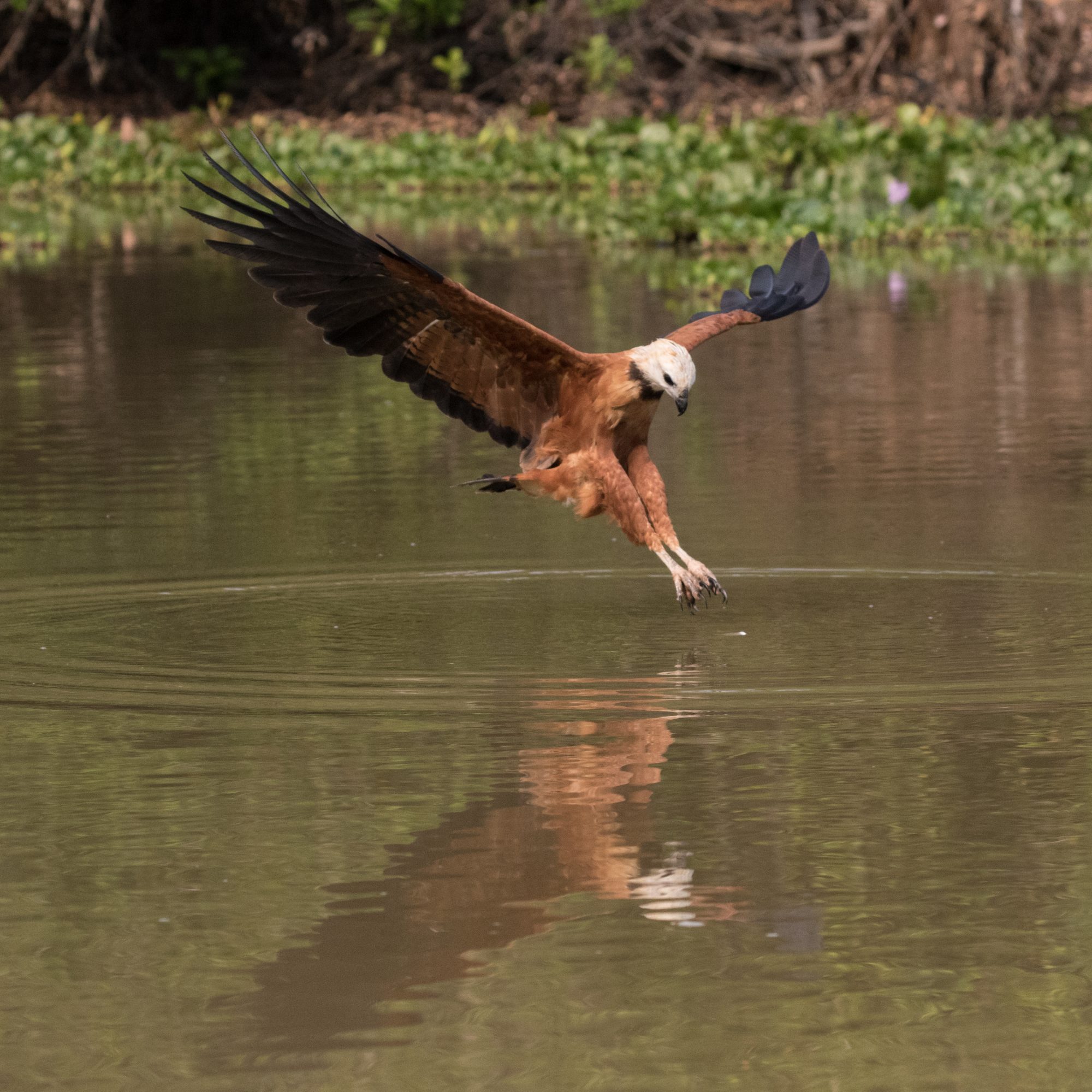 Hawks fishing in the Pantanal – Brazil 2016