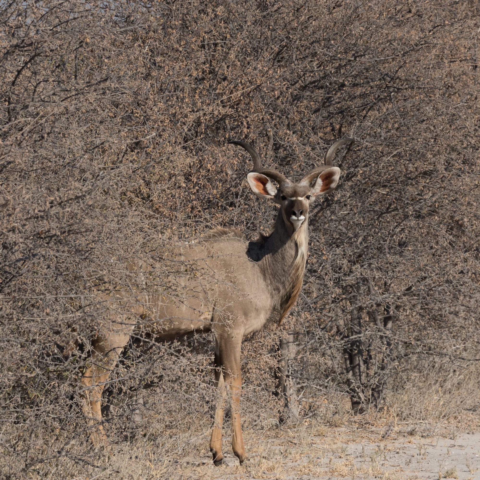 Majestic Kudu – Botswana 2015