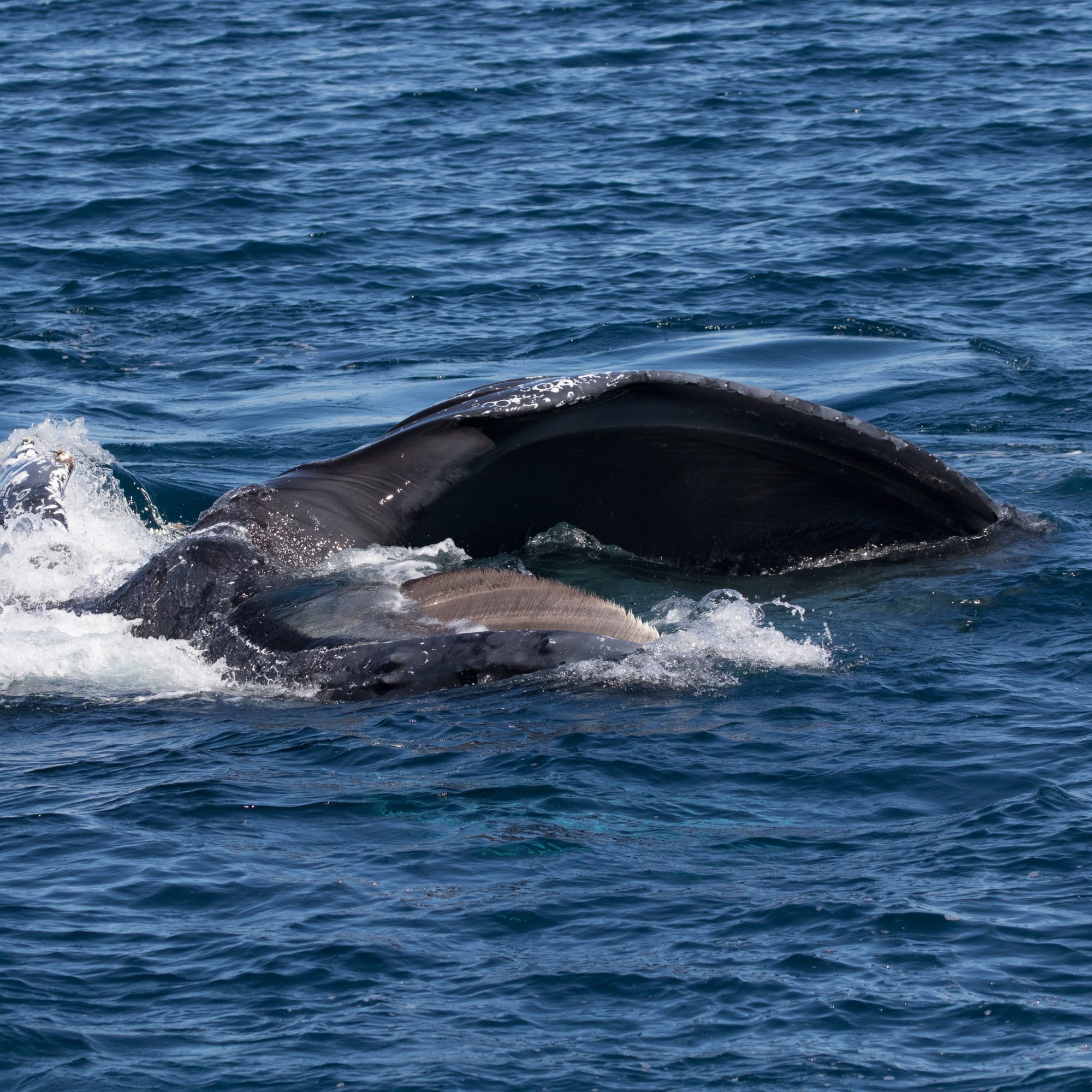 Lunge-feeding Humpback Whales – Baja, Mexico 2016