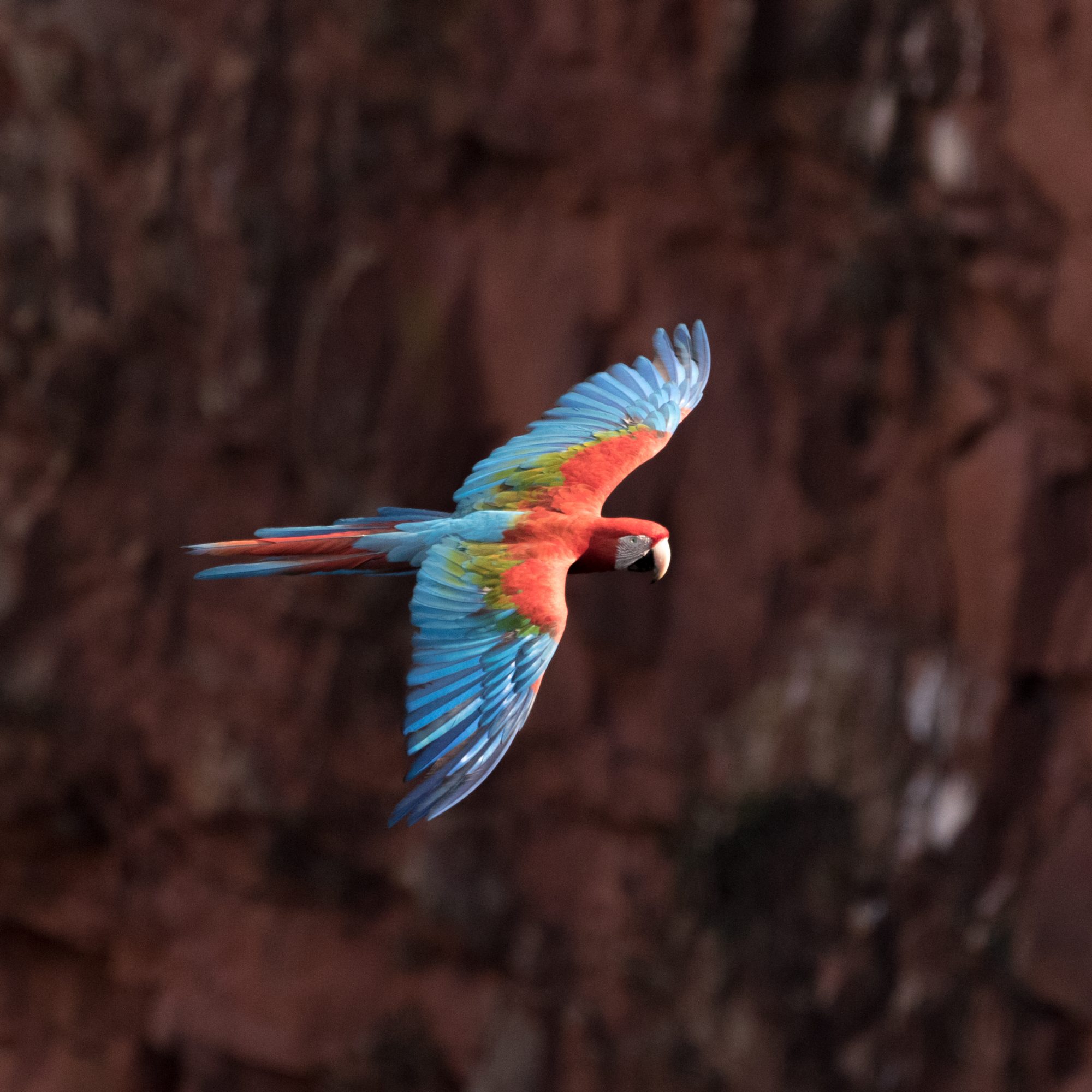 Noisy Red and Green Macaws – Buraca des Araras, Brazil 2016