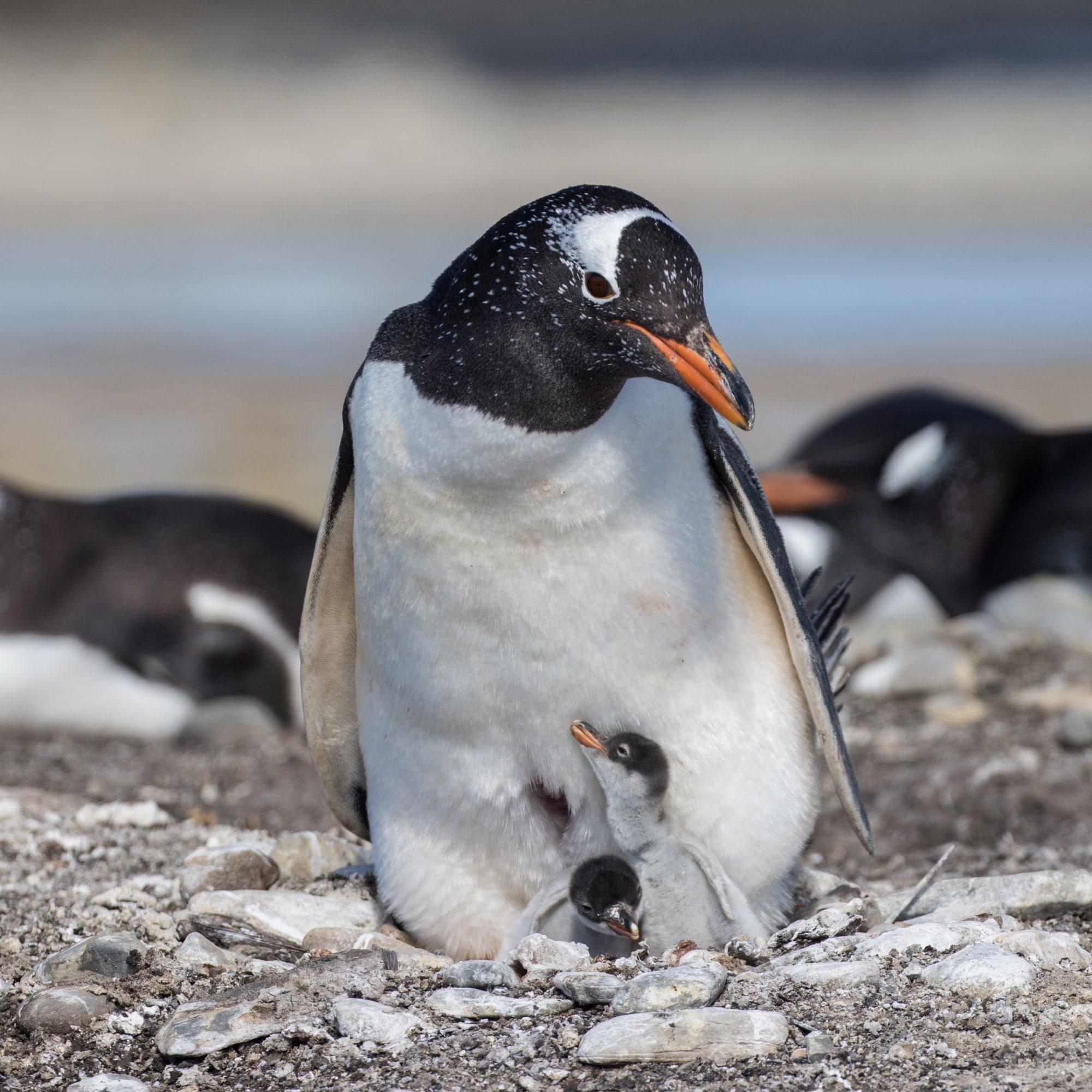 A noisy and chaotic Gentoo Penguin colony – Falkland Islands  2016
