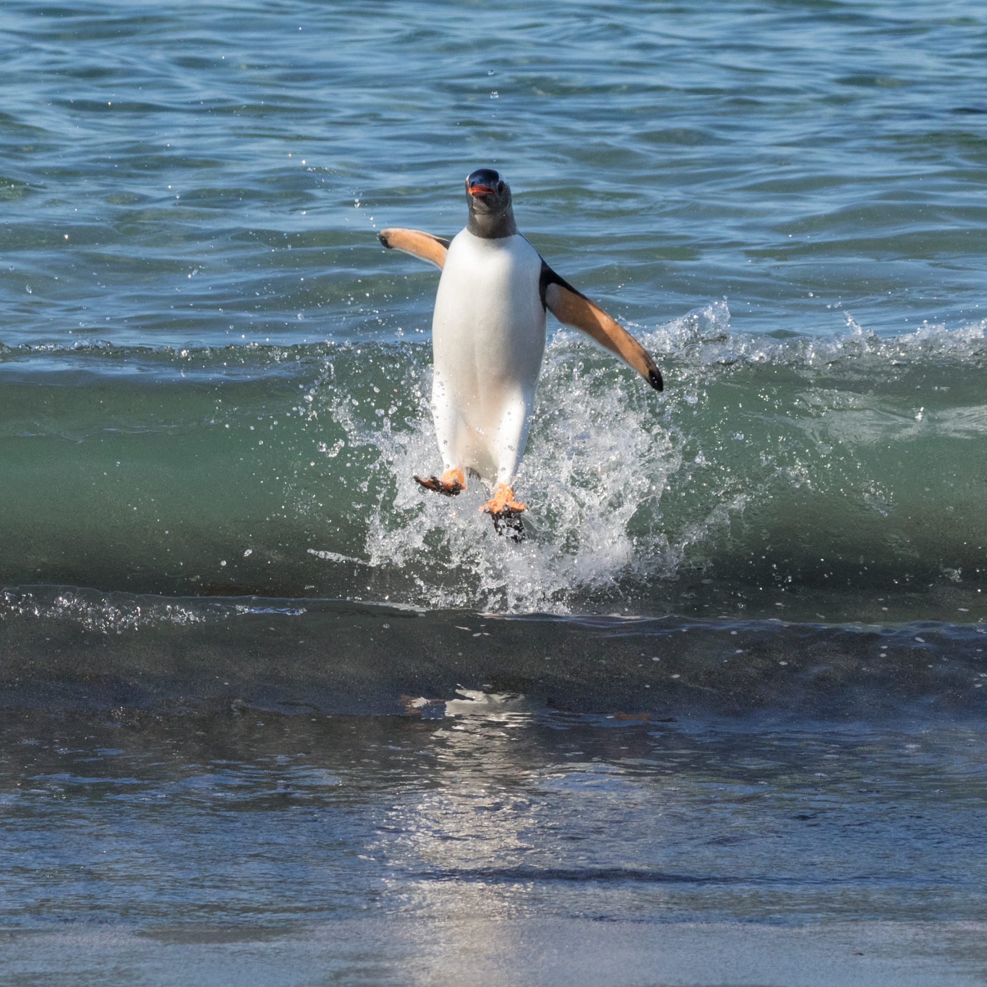 Swimming Gentoo Penguins – Falkland Islands 2016