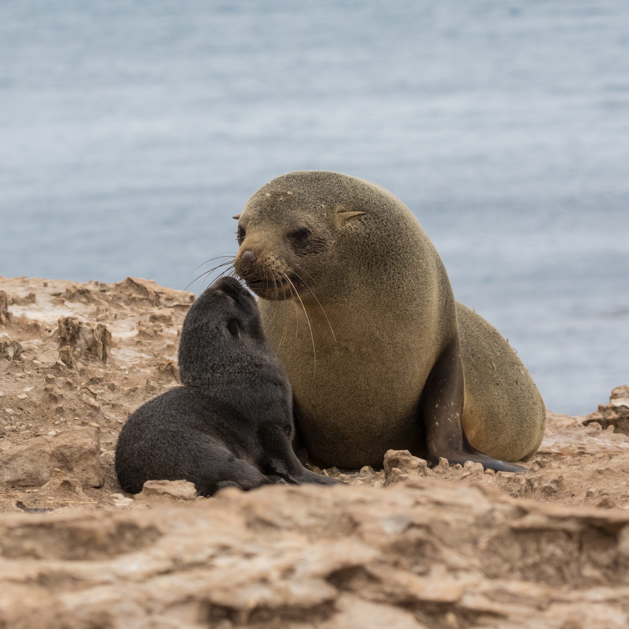 South American Fur Seals and their young – Falkland Islands 2016