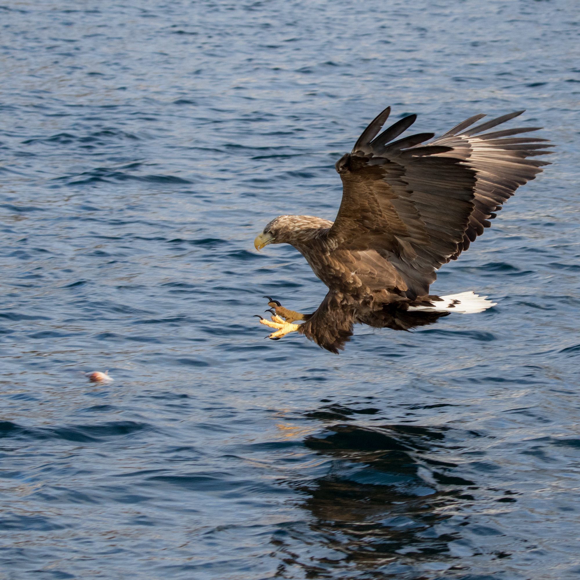 White-Tailed Sea Eagles go fishing – Norway 2016