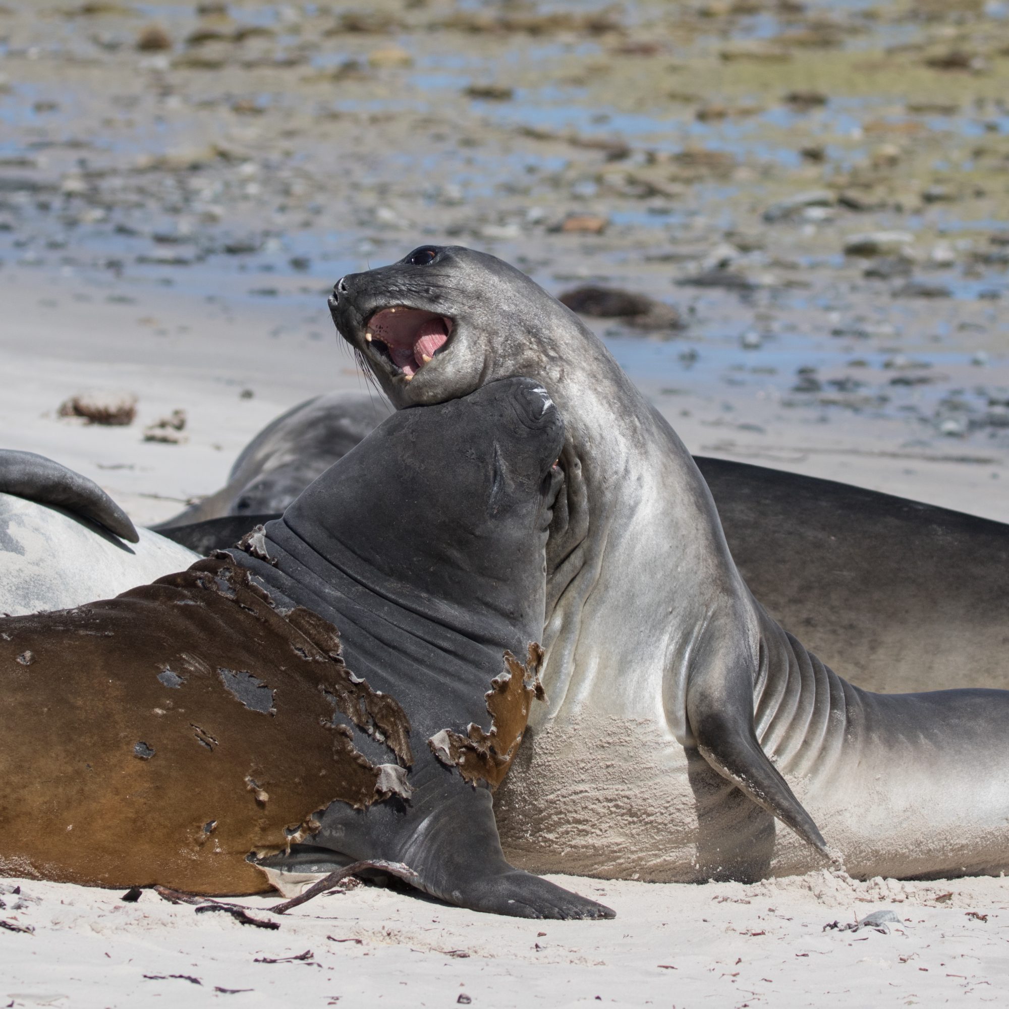 Southern Elephant Seals – Falkland Islands, 2016