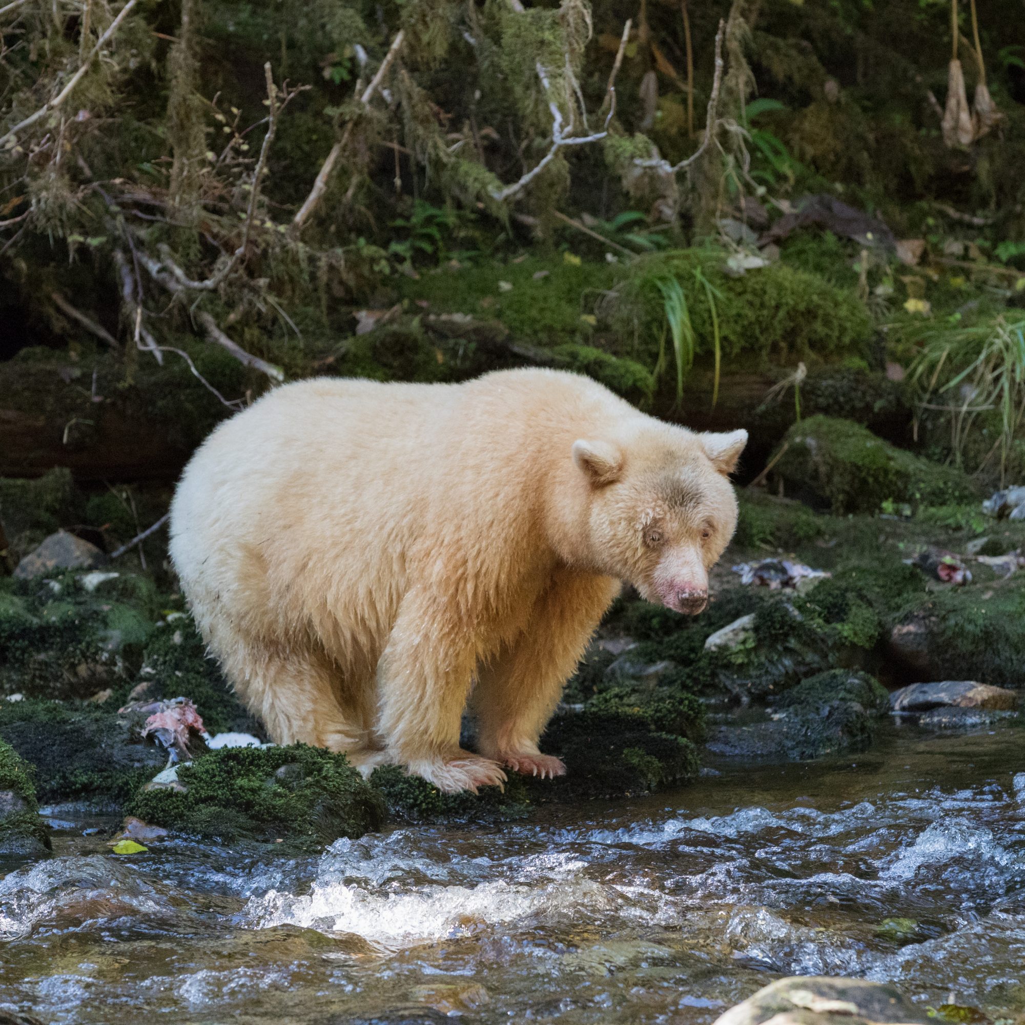 A very close Encounter with a Spirit Bear – Great Bear Rain Forest, Canada 2017