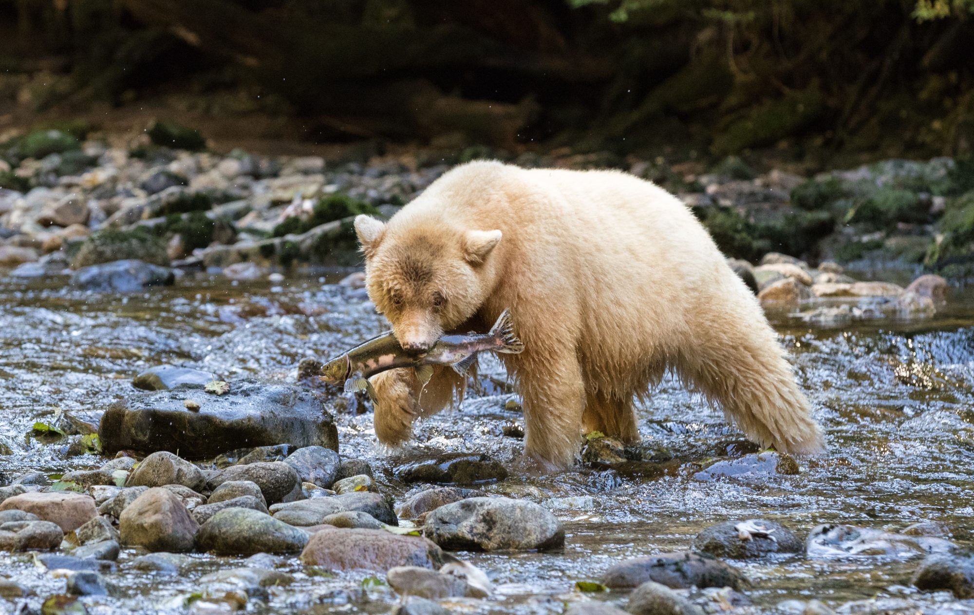 Elusive Spirit Bear – Great Bear Rain Forest, Canada 2017