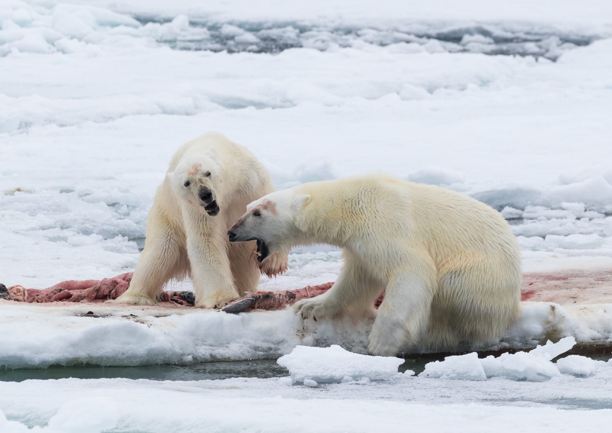 Six Polar Bears feeding on a female Narwhal carcass – Svalbard 2017