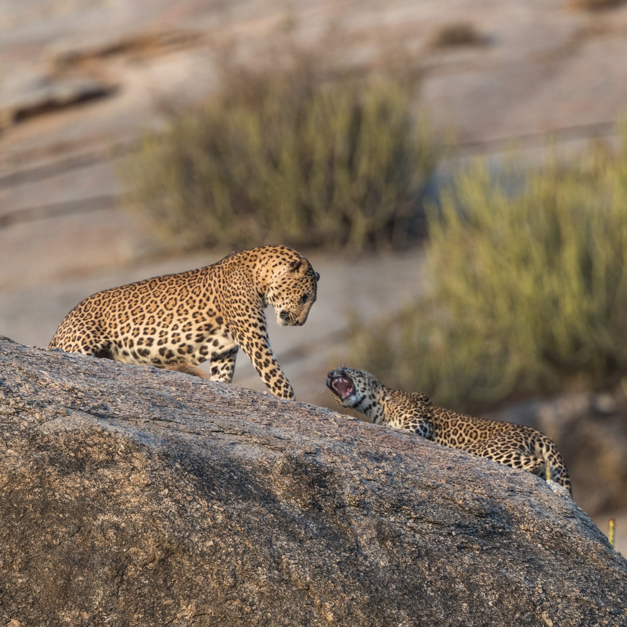 Rock climbing Leopards – Jawai, India 2017