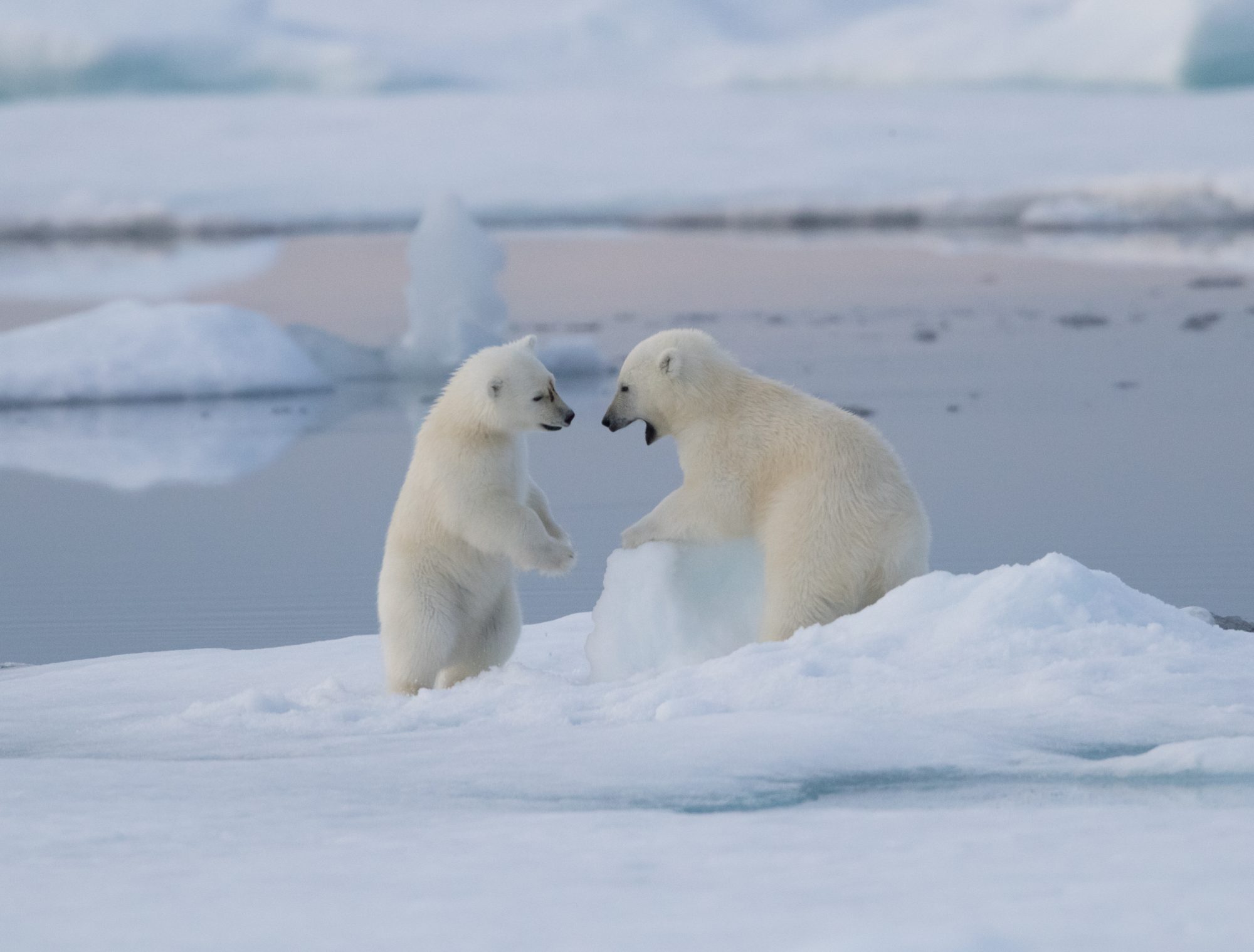 Two Polar Bear cubs play with a block of ice – Svalbard 2017