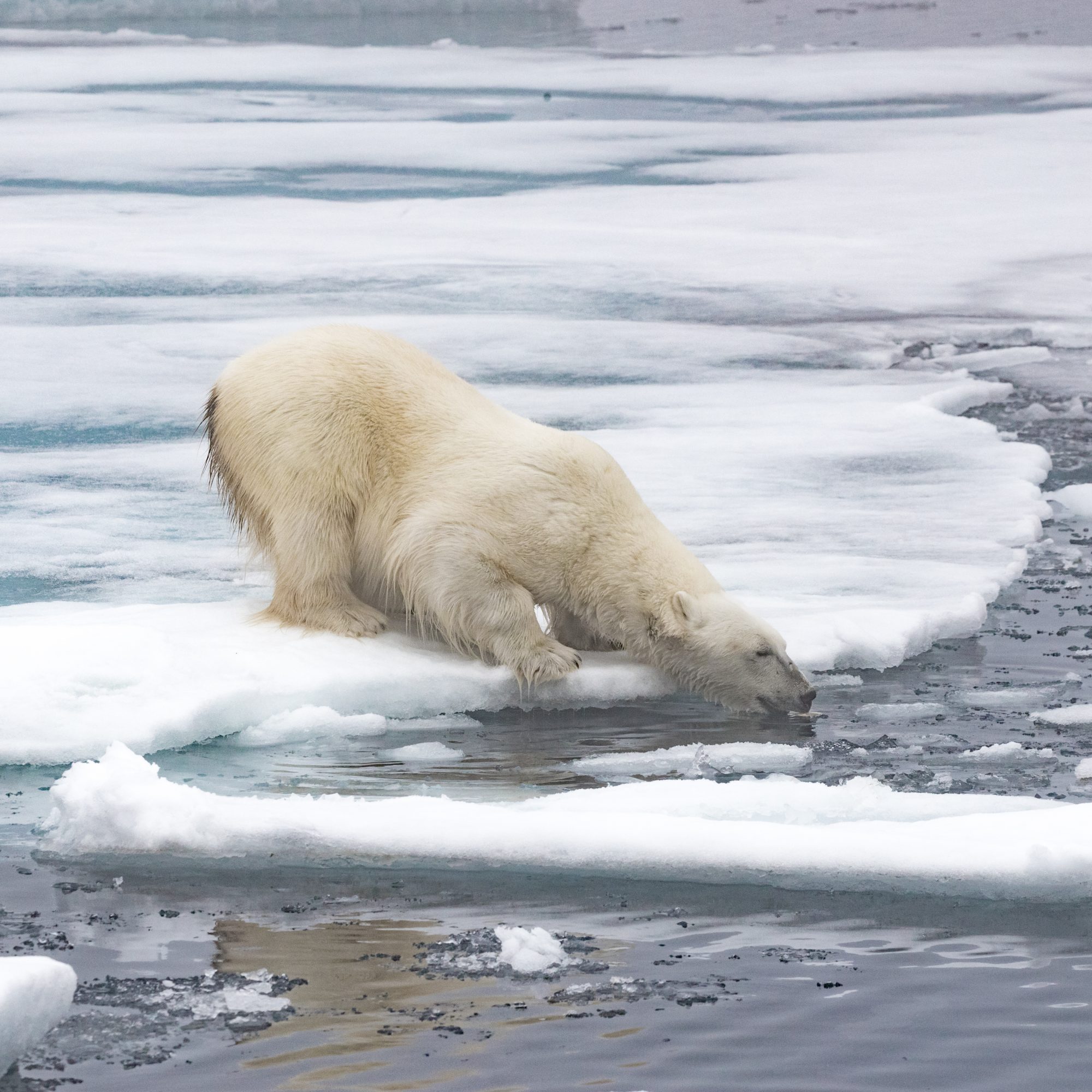 A Polar Bear scavenging at the ice edge – Svalbard 2017