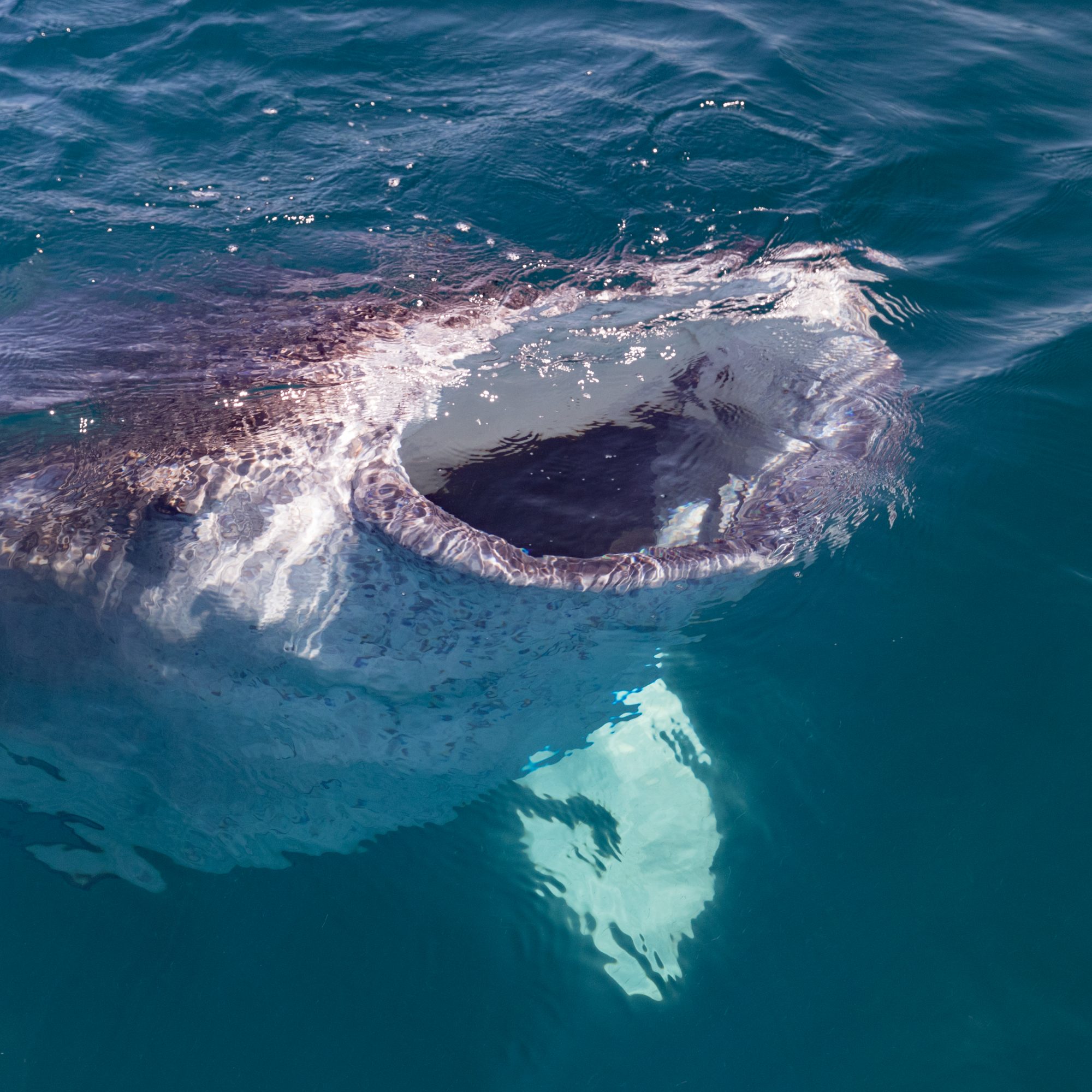 Whale Sharks impress – Sea of Cortex, Mexico 2017