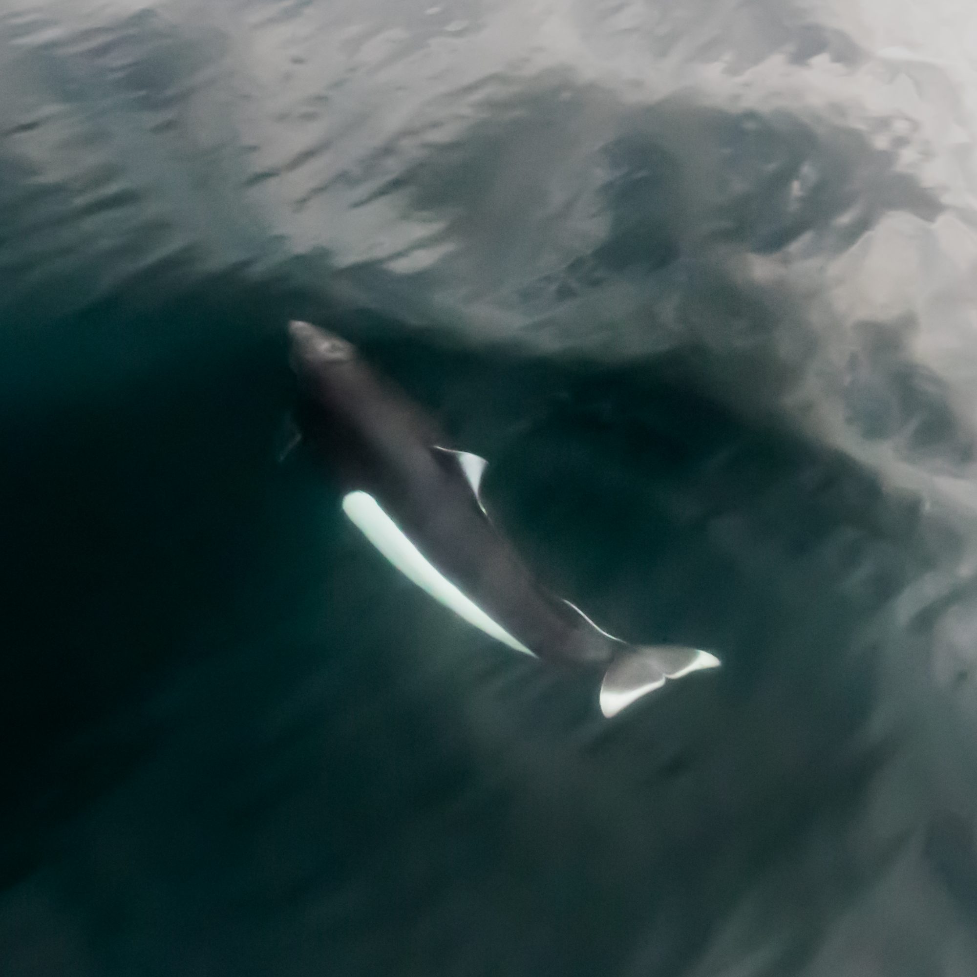 Fast moving Dall’s Porpoise – Alaska 2016