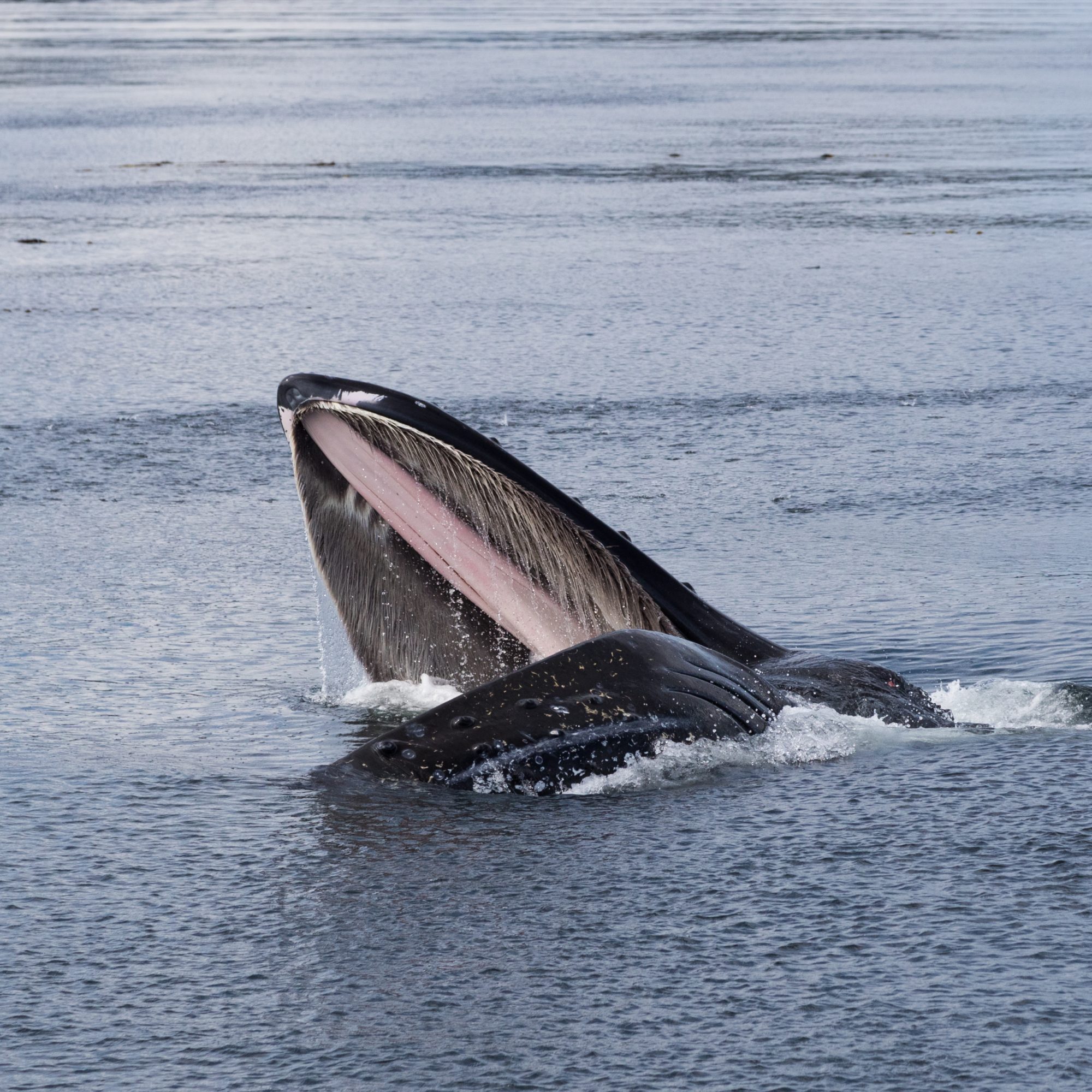 Lunge-feeding Humpback Whales – Alaska, 2016