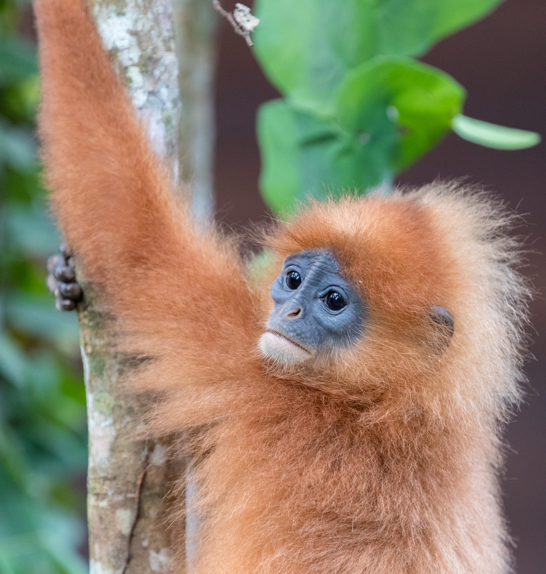 Playful Red Leaf Monkeys – Danum Valley, Borneo 2017
