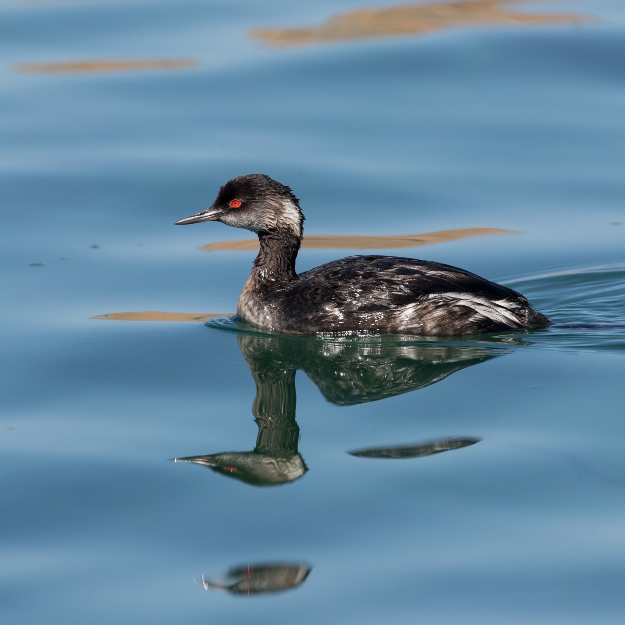 Rafts of Eared Grebes – Sea of Cortez, Mexico 2017