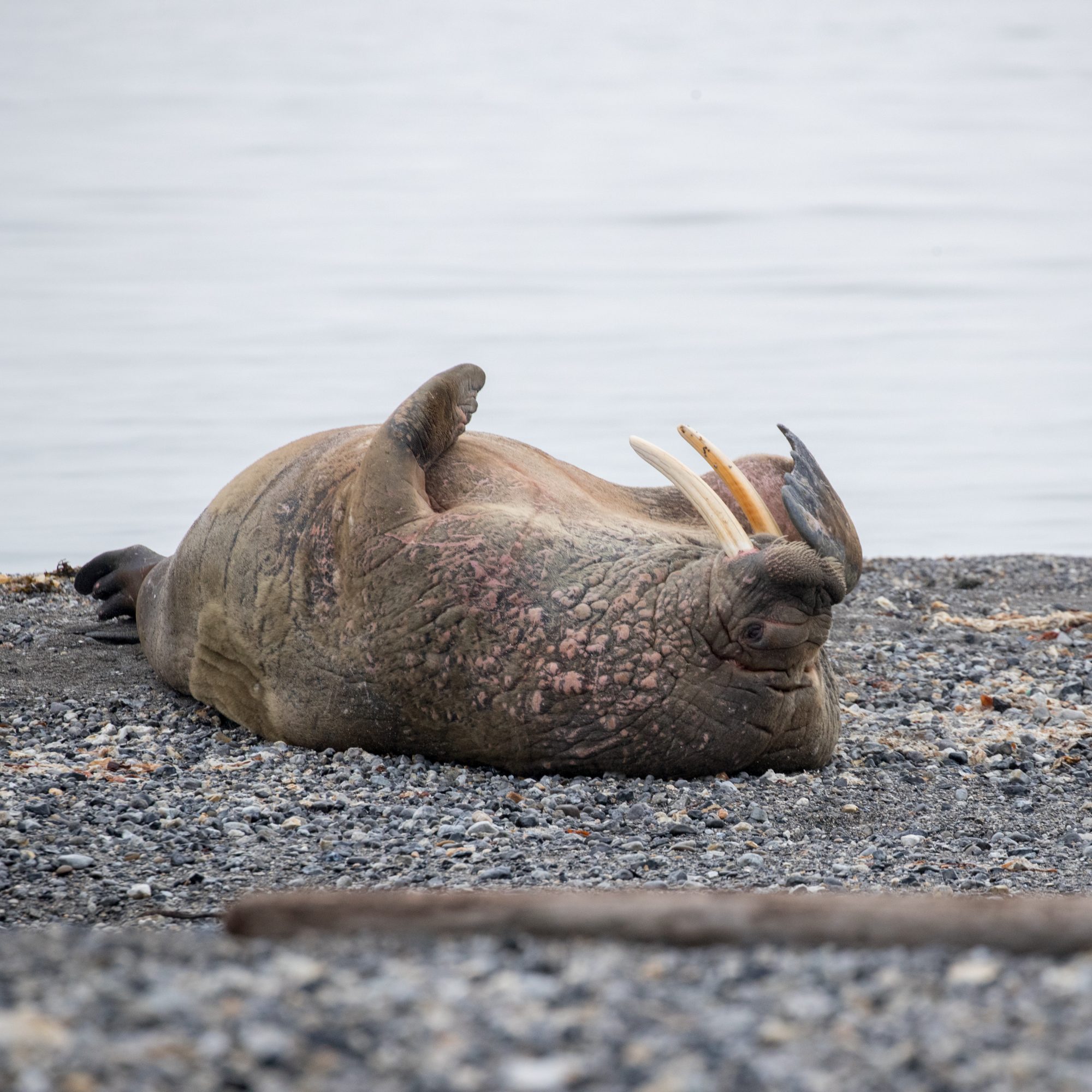 A Walrus haul out – Svalbard 2017