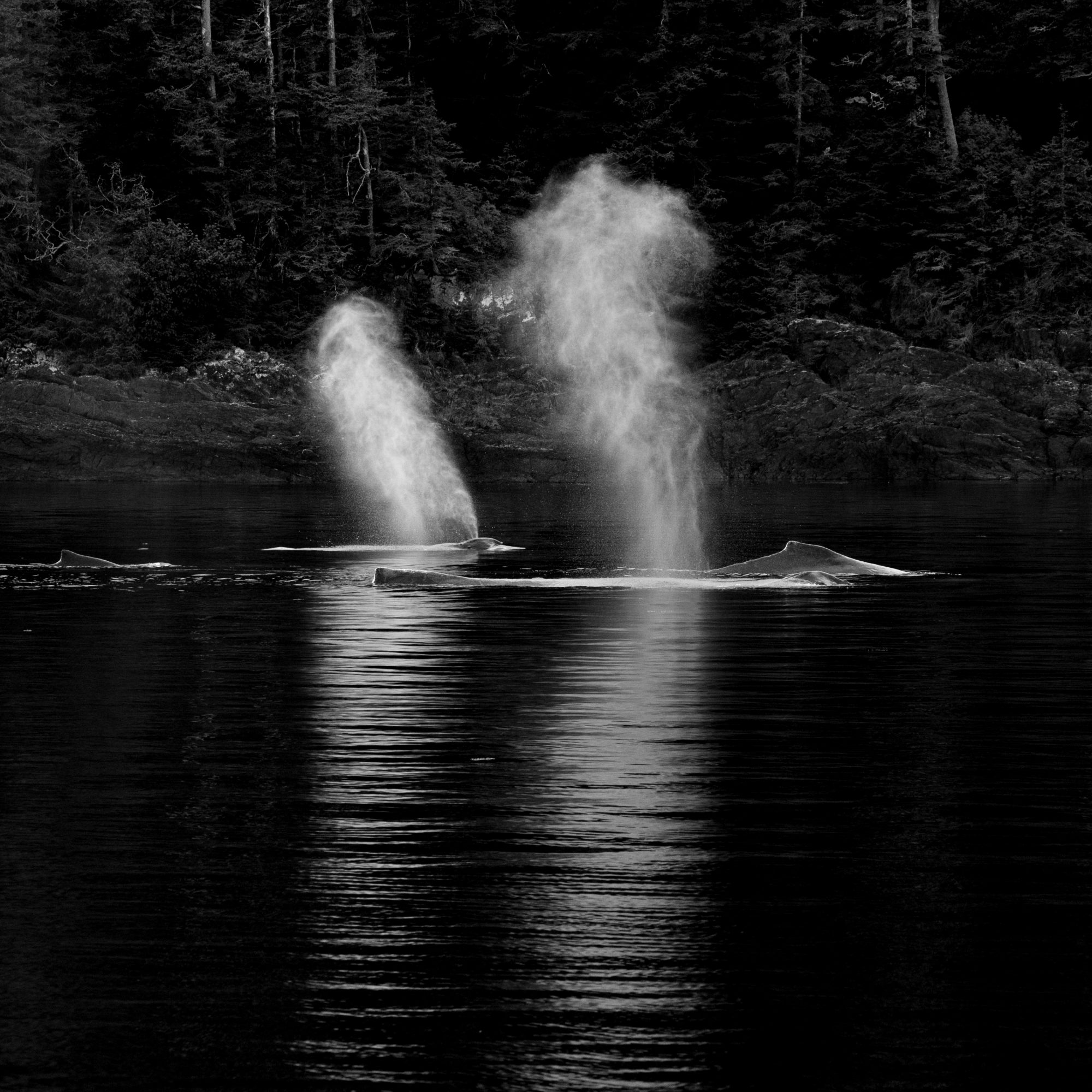Humpback Whales – Alaska 2016