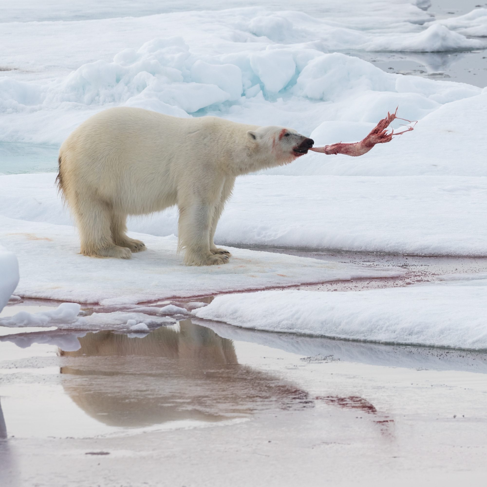 A Polar Bear plays with a Narwhal’s penis – Svalbard 2017