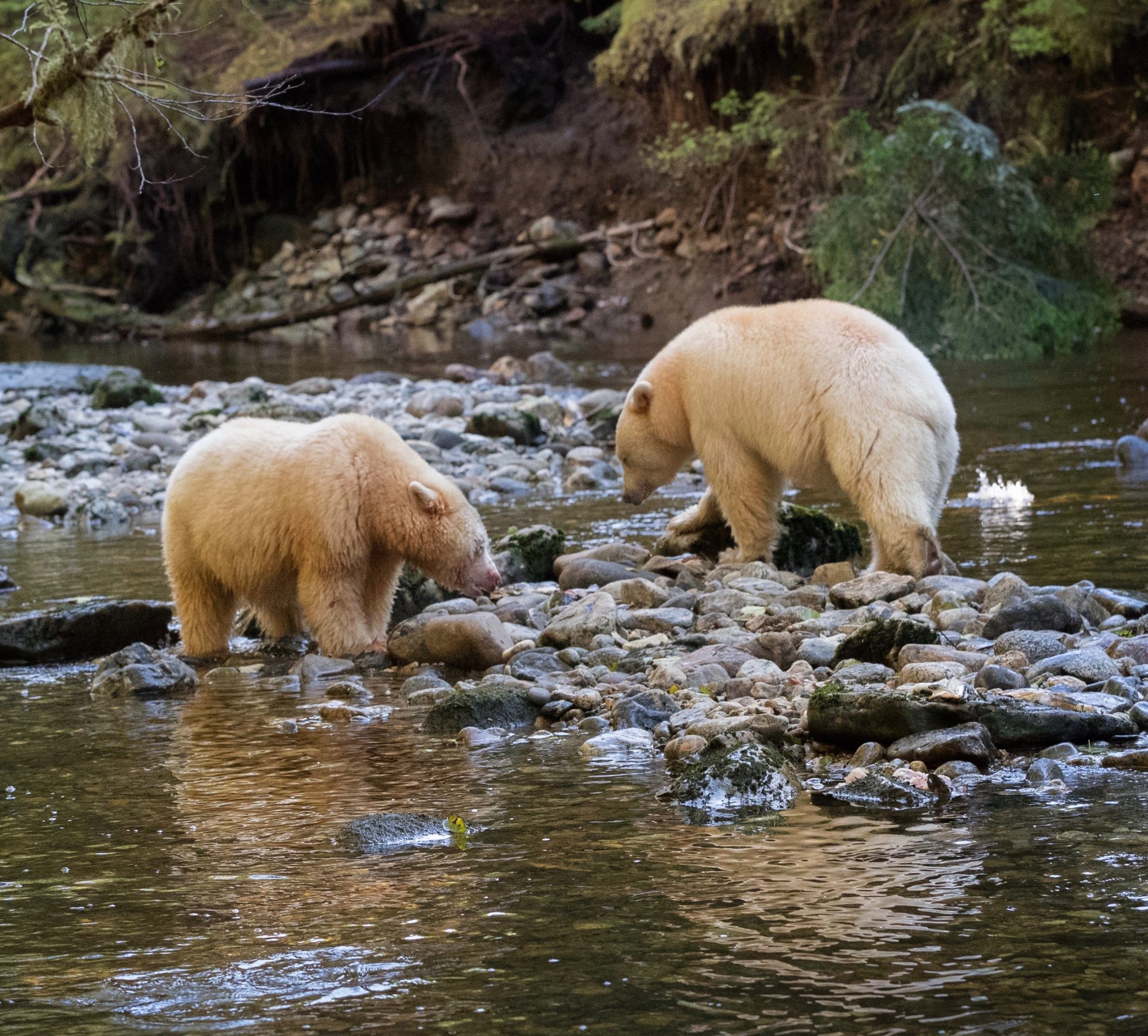 Two Spirit Bears fishing – Great Bear Rain Forest, Canada 2017