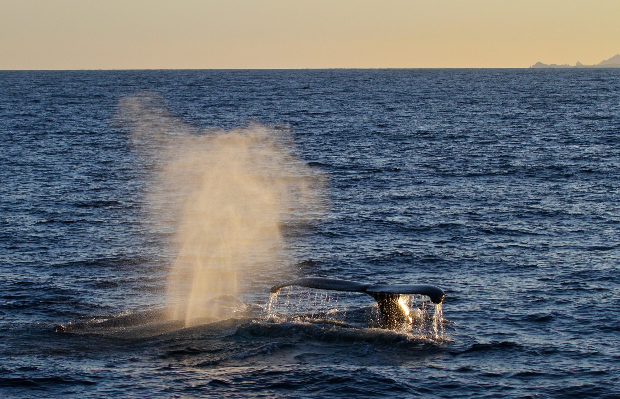 Humpback Whales at sunset – Sea of Cortez, Mexico 2017