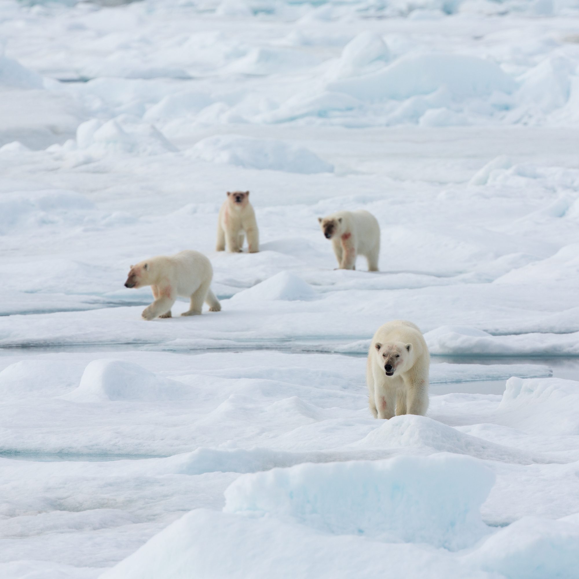 Triplet Polar Bear yearlings – Svalbard 2017