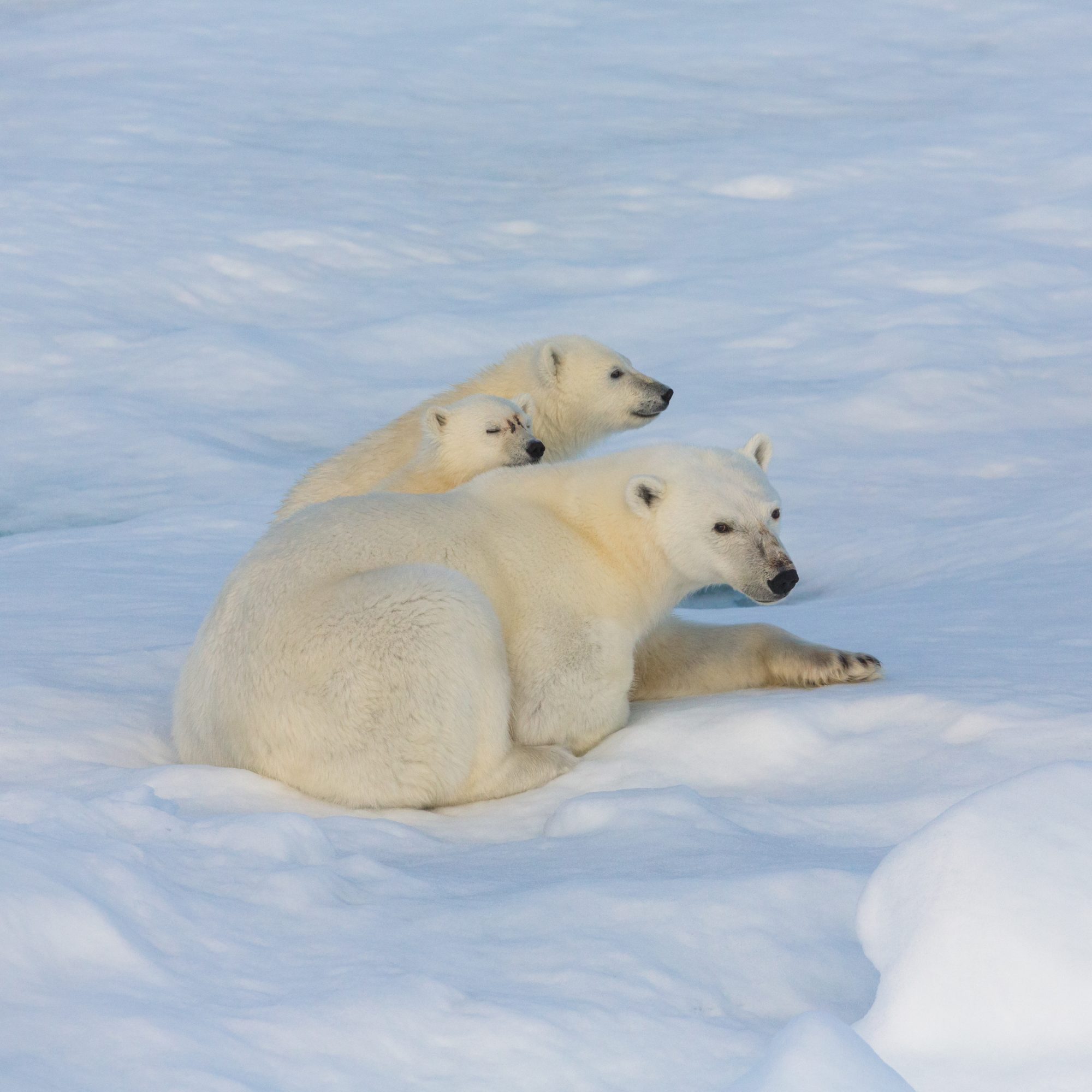 A polar bear family take time out – Svalbard 2017