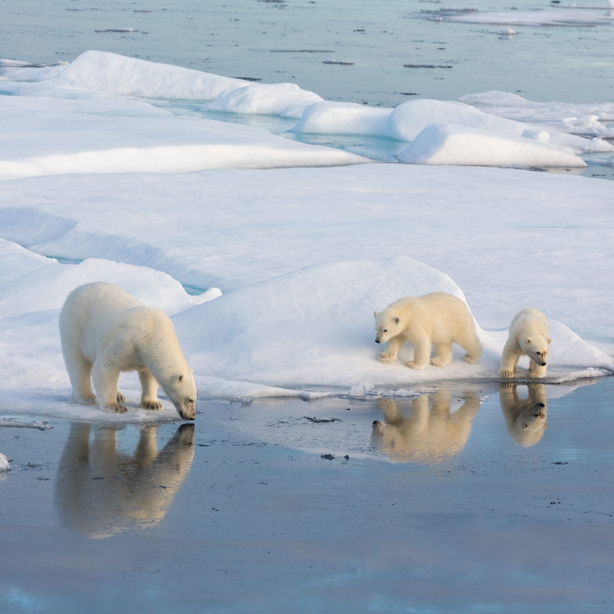 A Polar Bear with two cubs of the year – Svalbard 2017