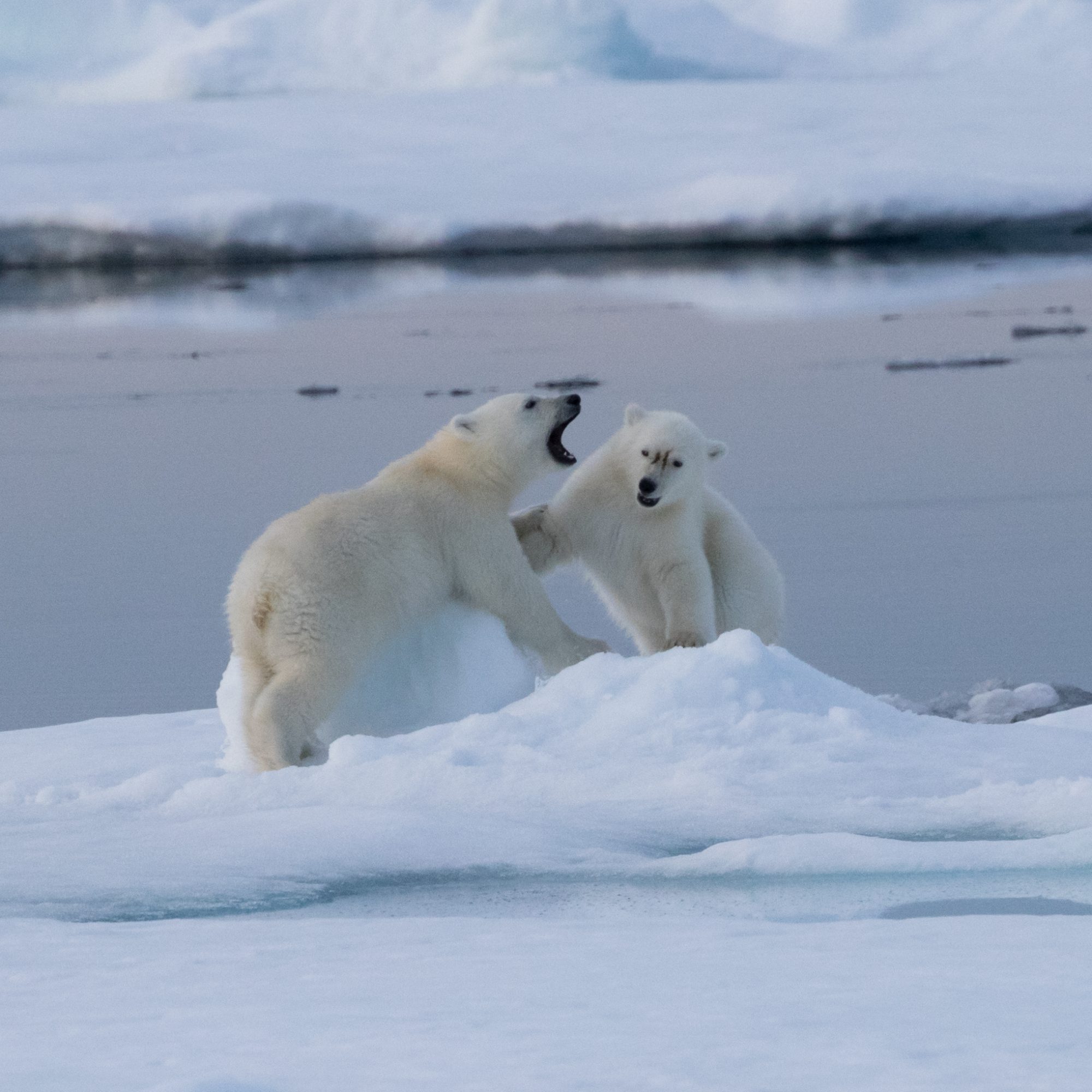 Two Polar Bear Cubs Play With A Block Of Ice Graham Boulnois