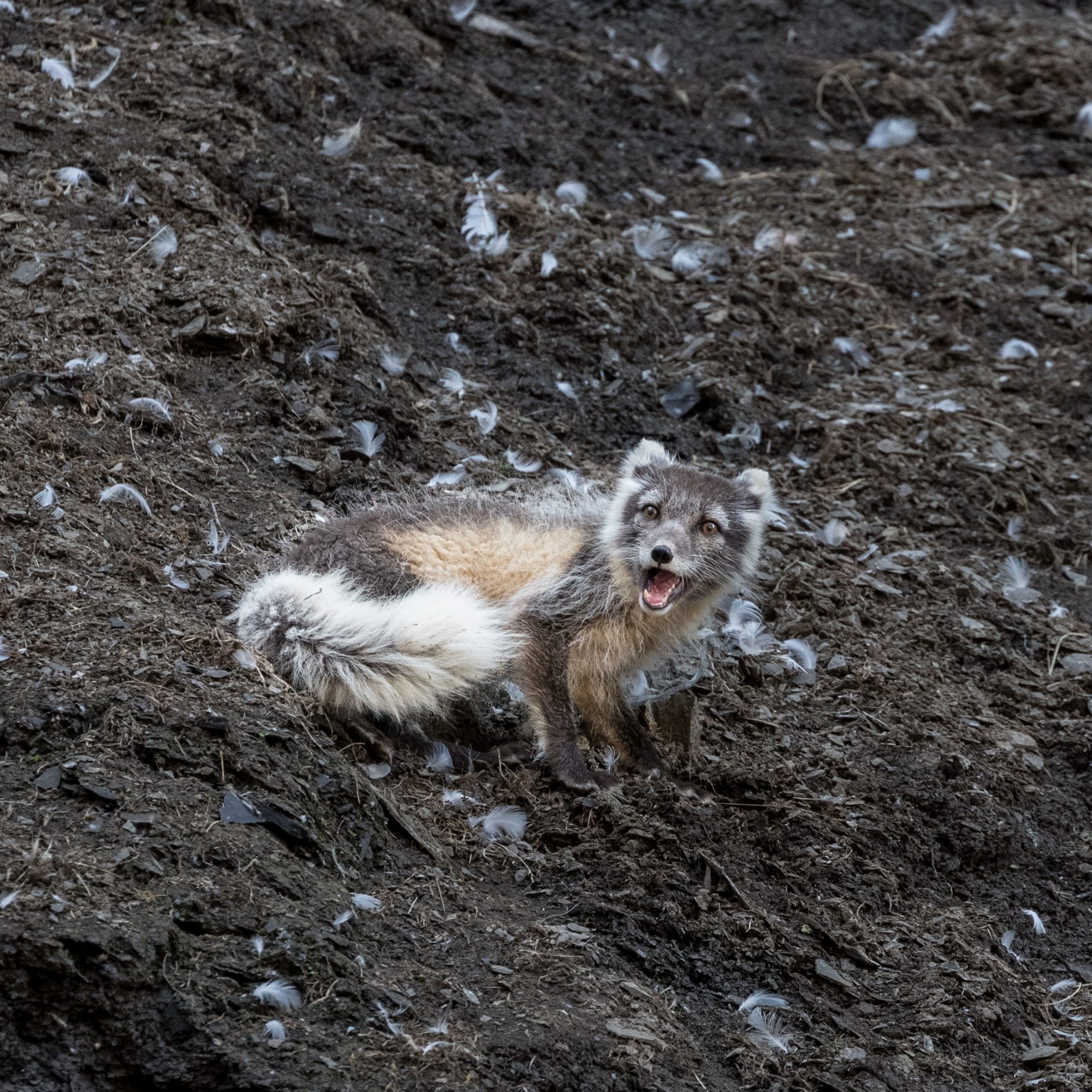 A scavenging Arctic Fox – Svalbard 2016