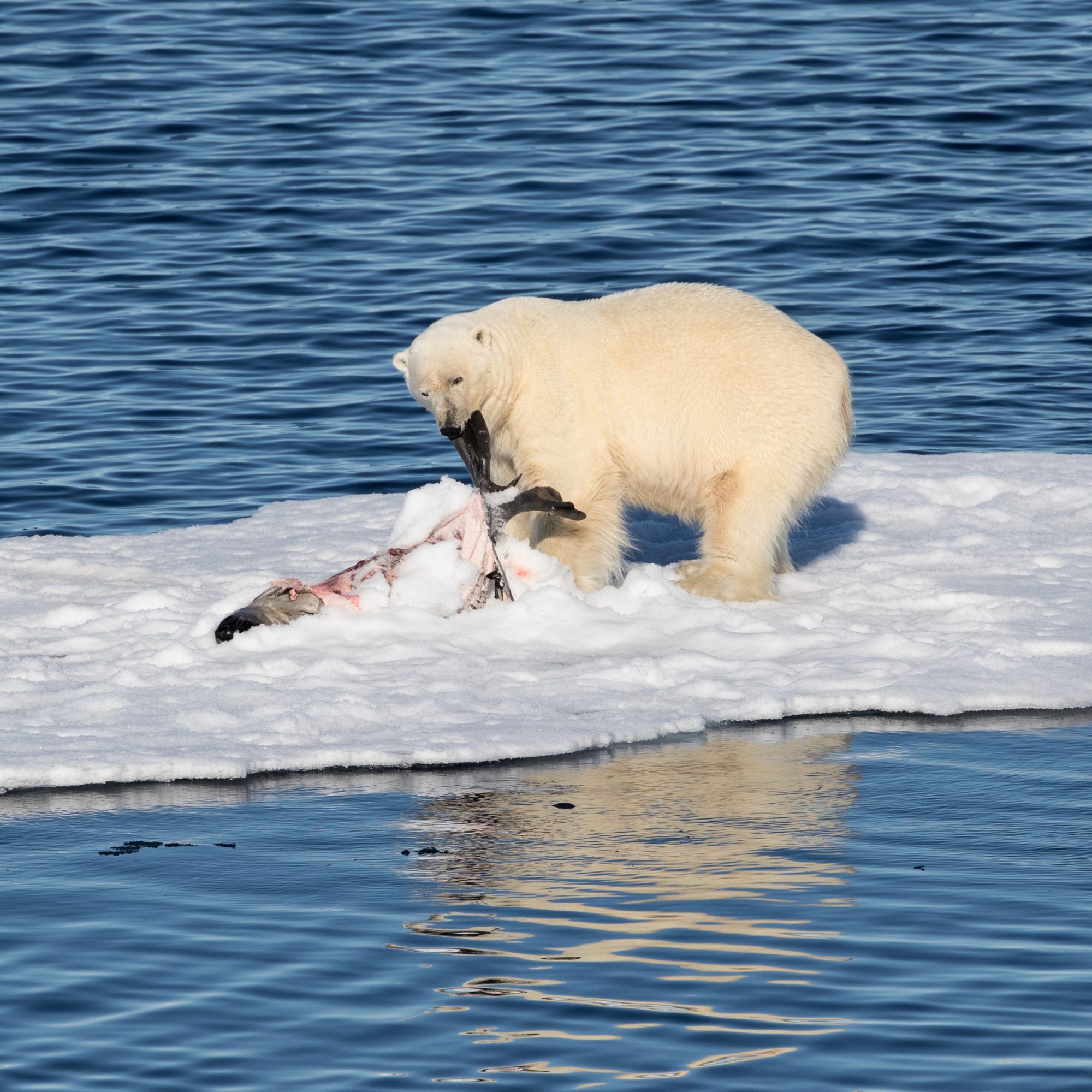 Polar Bears interact over a seal kill – Svalbard 2016