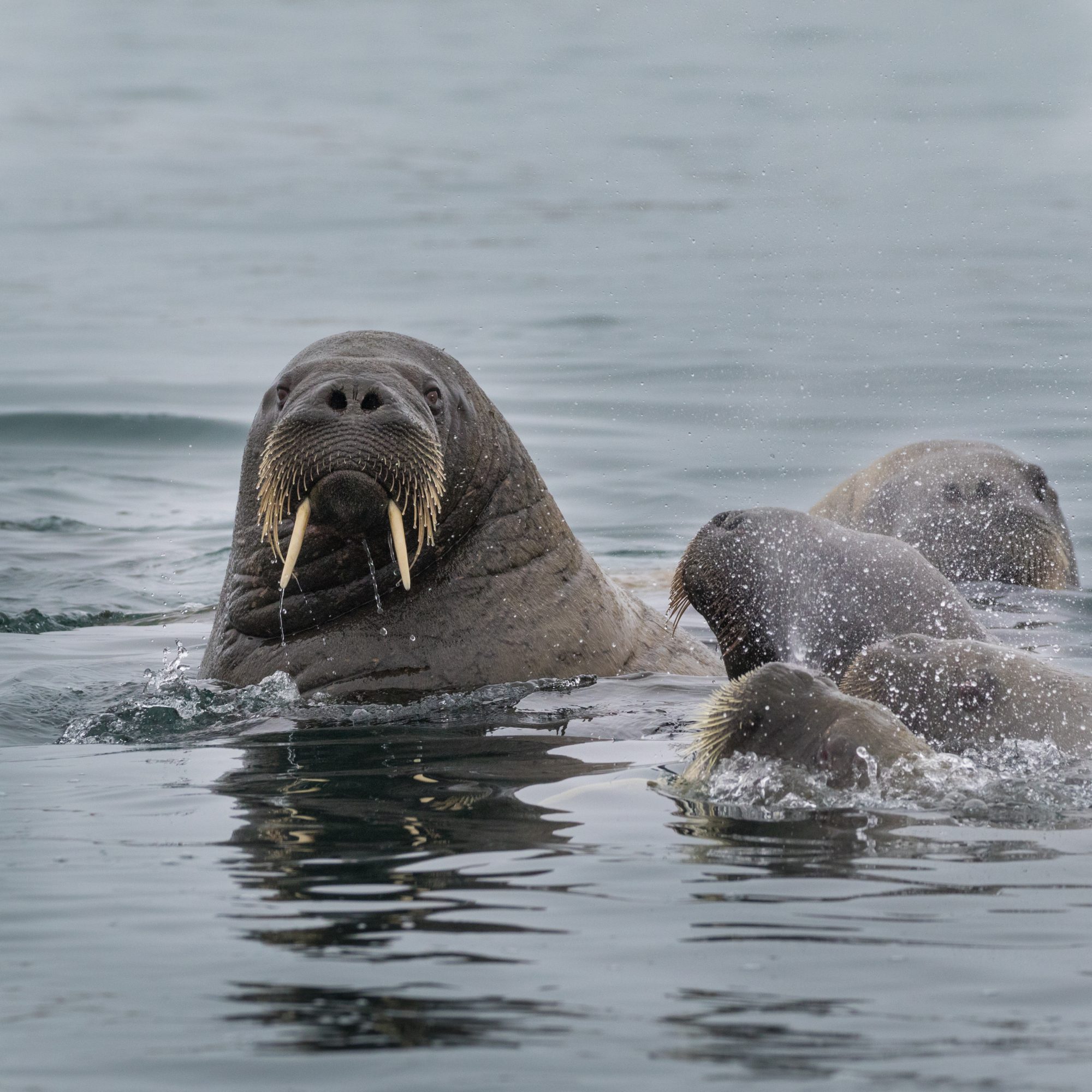 The impressive Walrus – Svalbard 2016