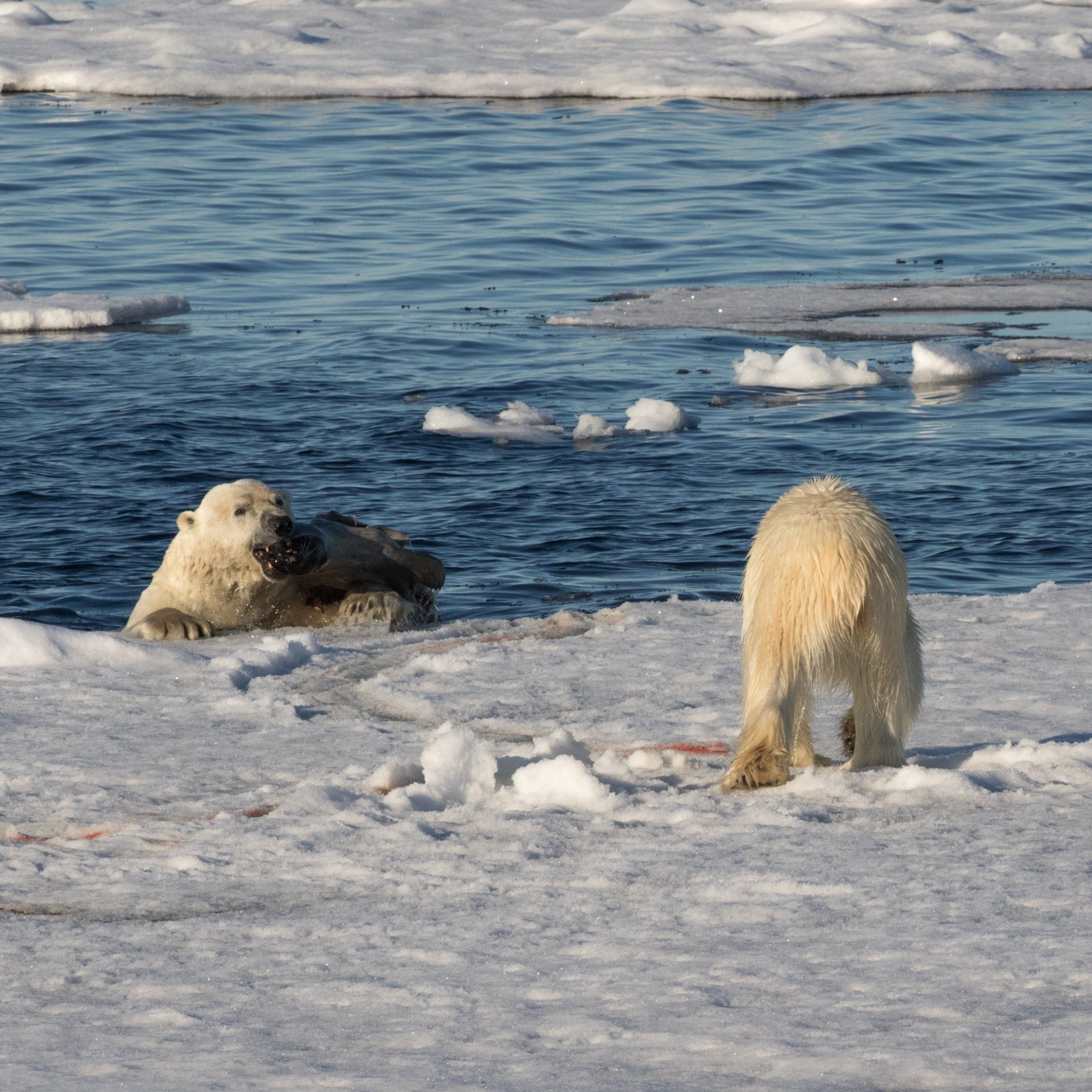 Svalbard 2016 Graham Boulnois