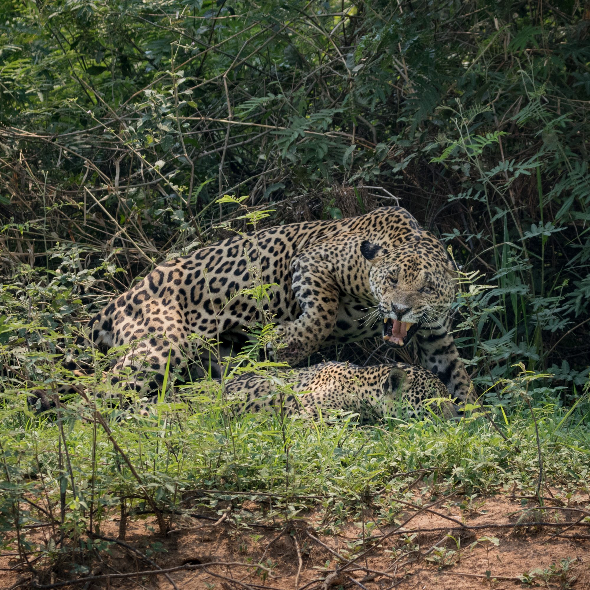 Mating Jaguars – Pantanal, Brazil 2015