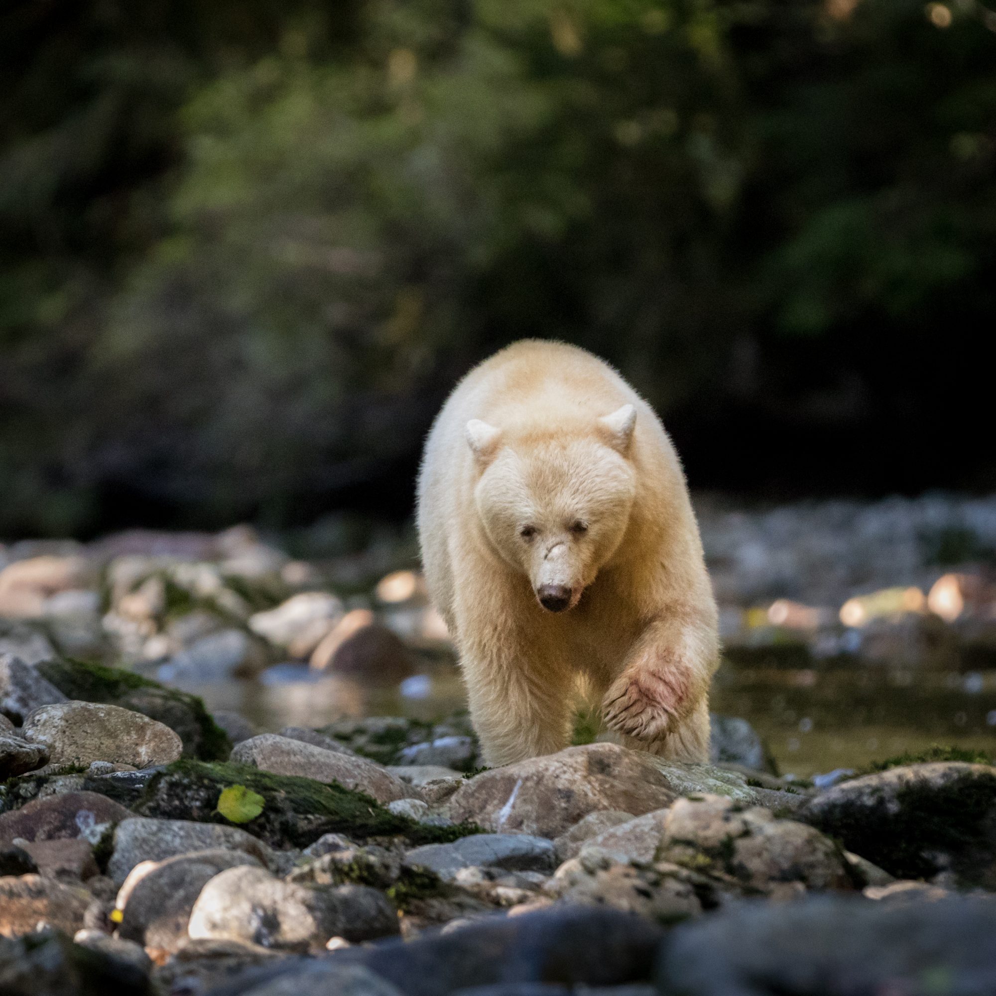 A young Spirit Bear arrives on the scene – Great Bear Rain Forest, Canada 2017