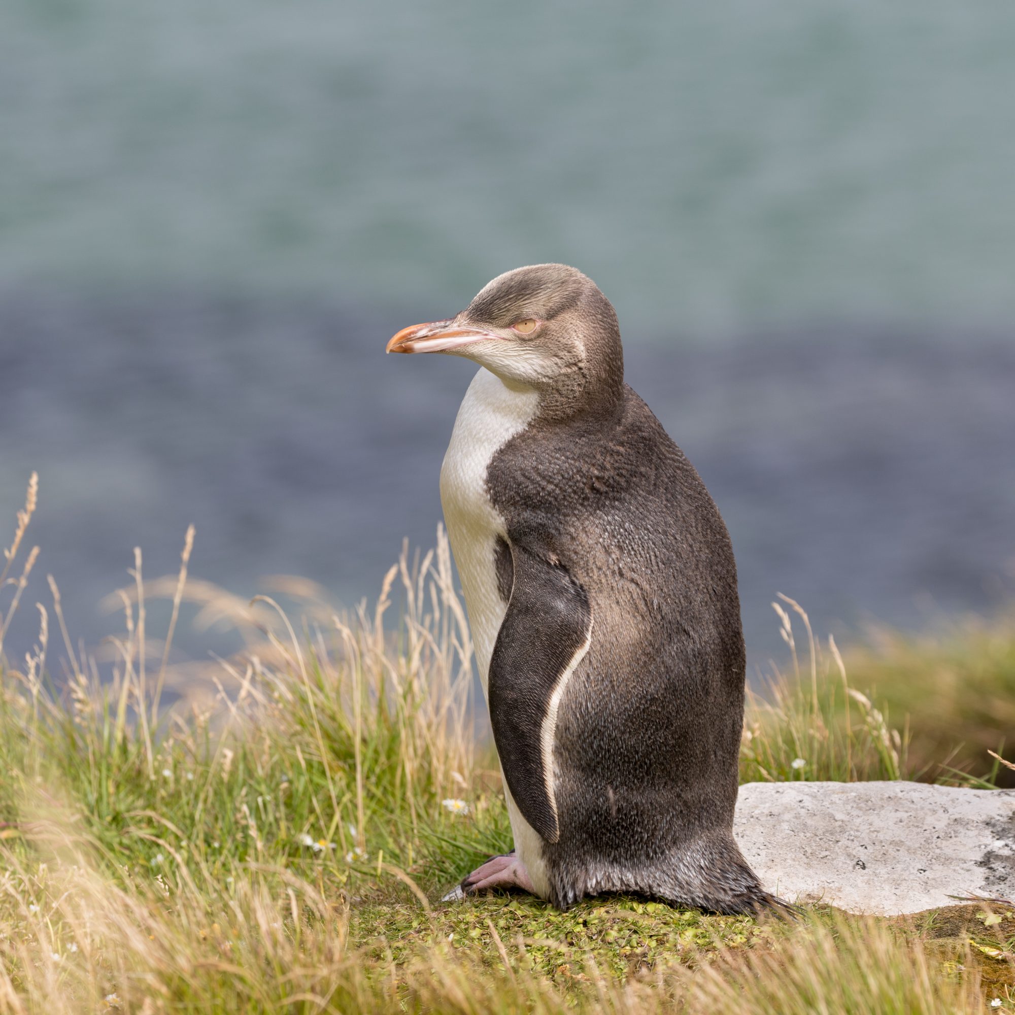 Yellow-eyed Penguins – Enderby Island, New Zealand 2018