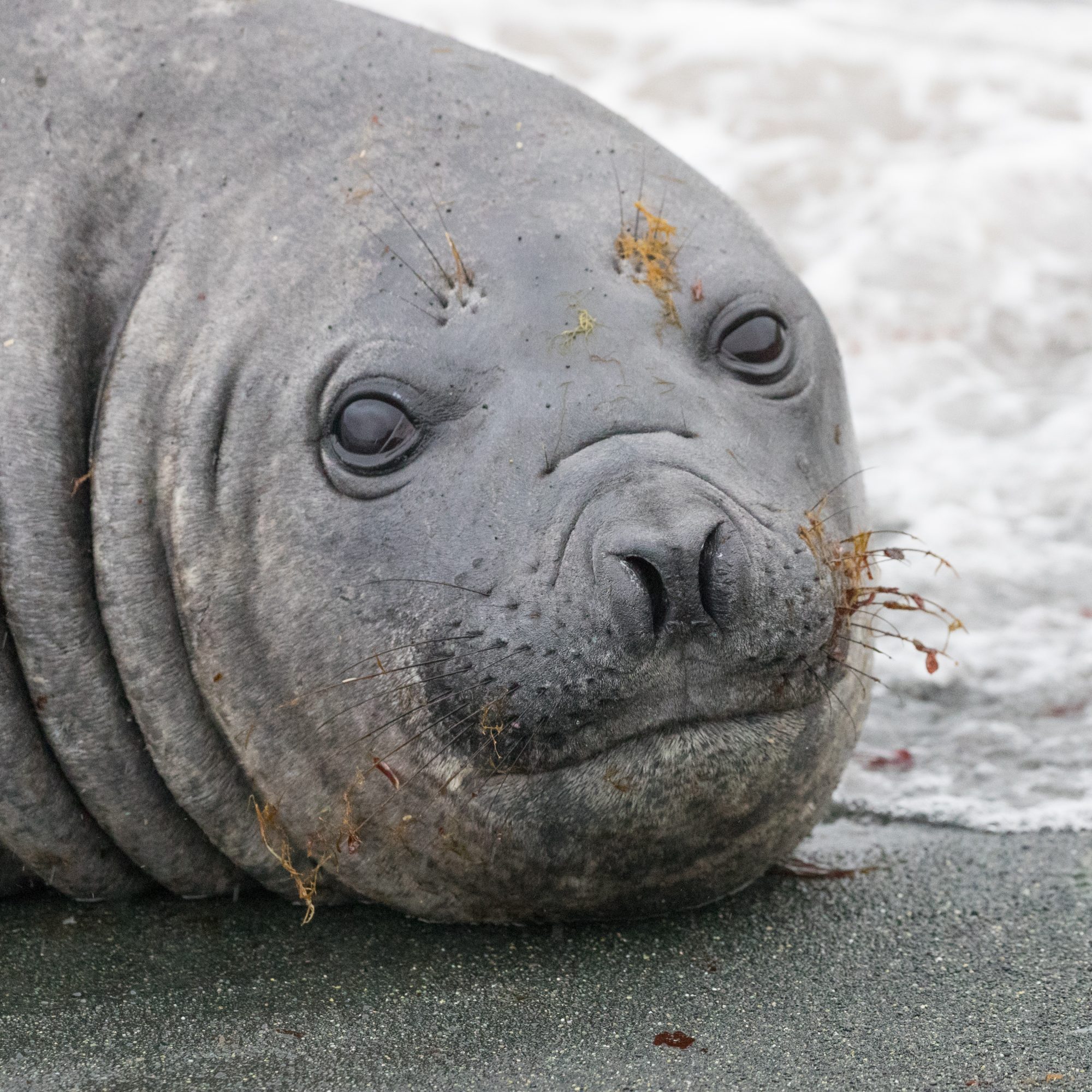 Southern Elephant Seals – Macquarie Island – Antarctica 2018