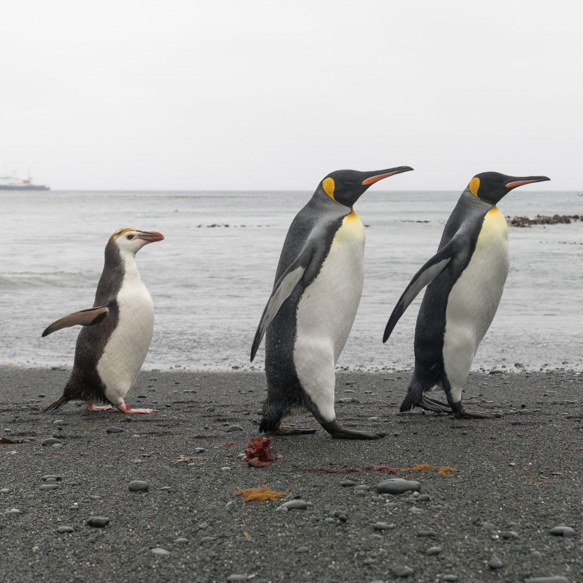 King and Royal Penguins – Macquarie Island, Antarctica 2018