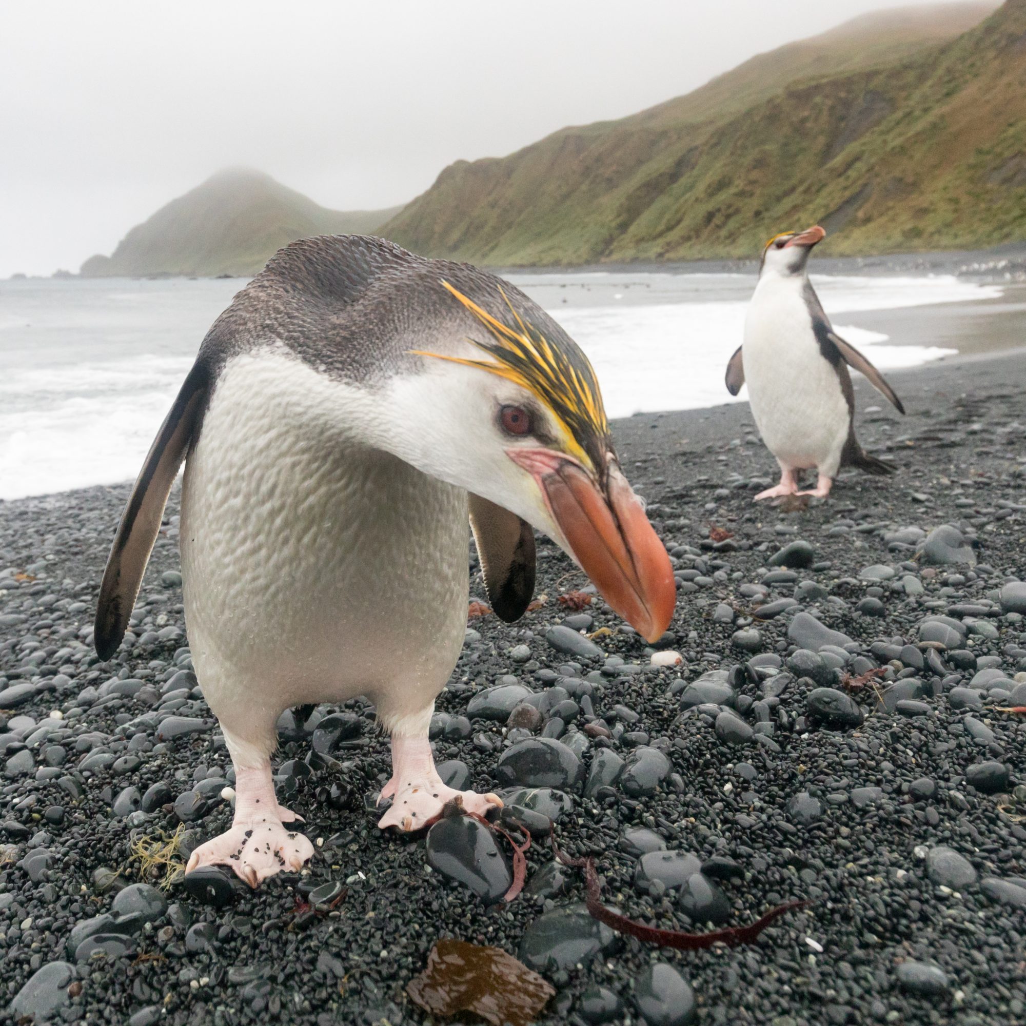 Royal Penguins – Macquarie Island, Antarctica 2018