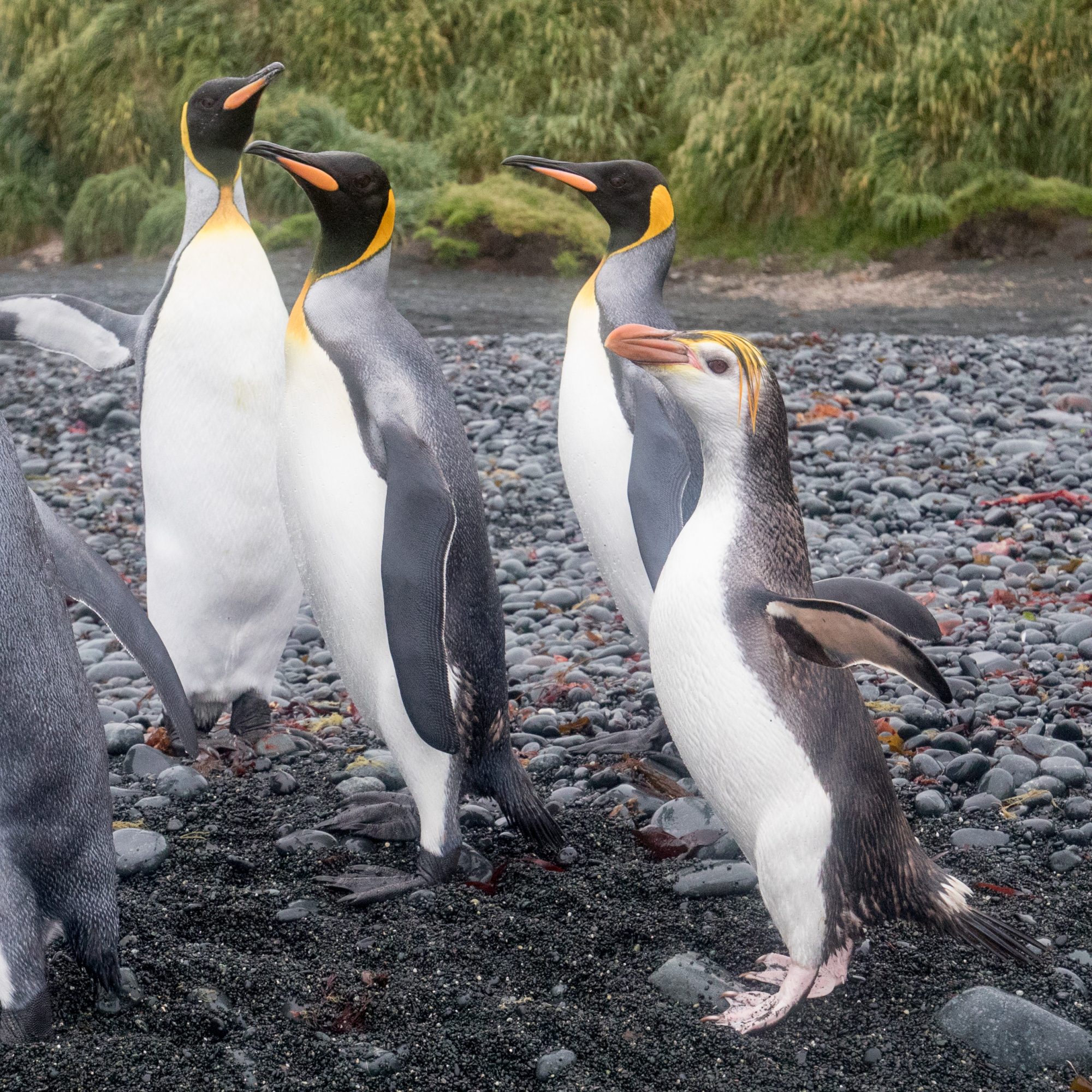 Macquarie Island, Australian Sub Antarctic, 2018 - Graham Boulnois