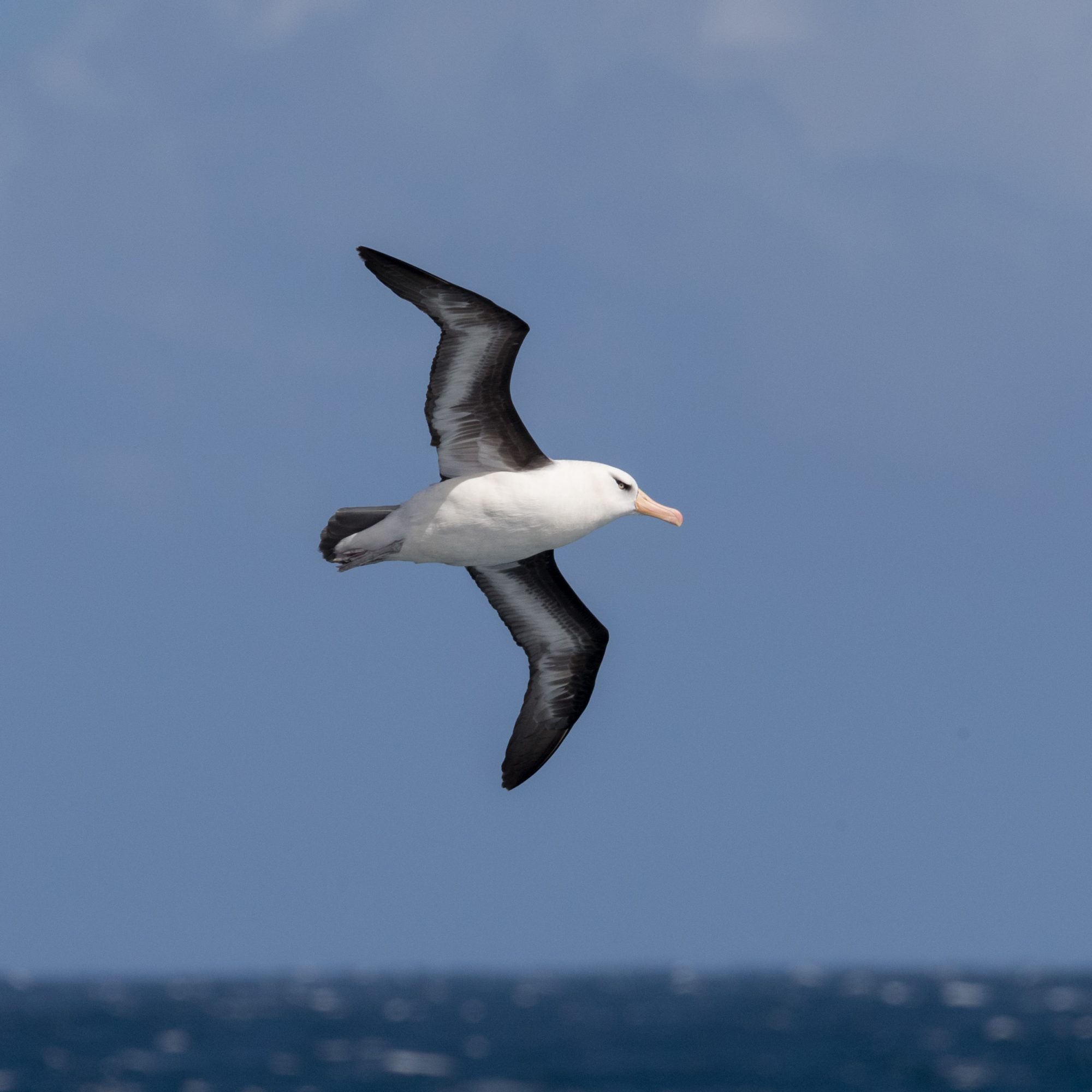 Campbell Albatross – New Zealand 2018