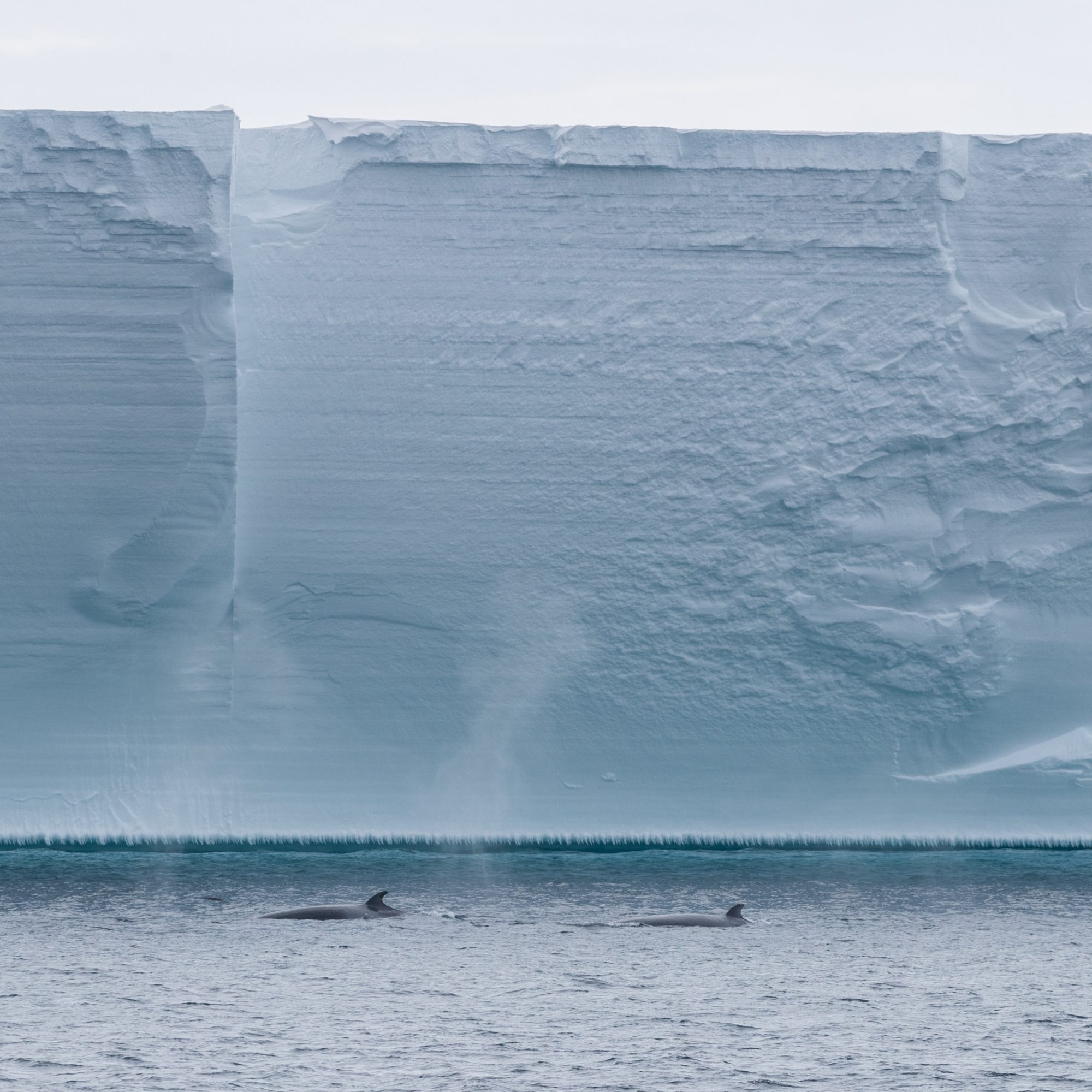 Antarctic Minke Whales - Graham Boulnois