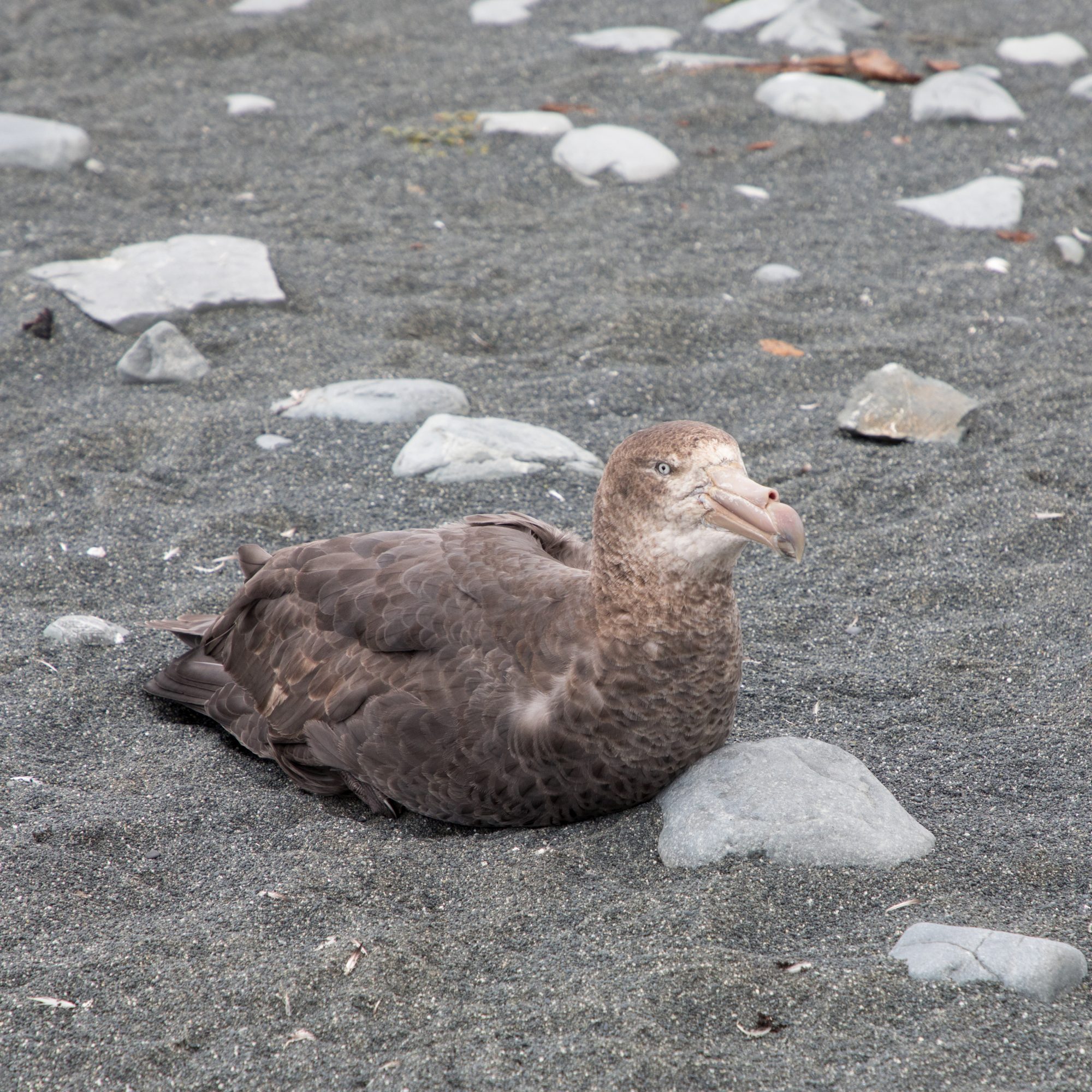 Northern Giant Petrels – New Zealand 2018