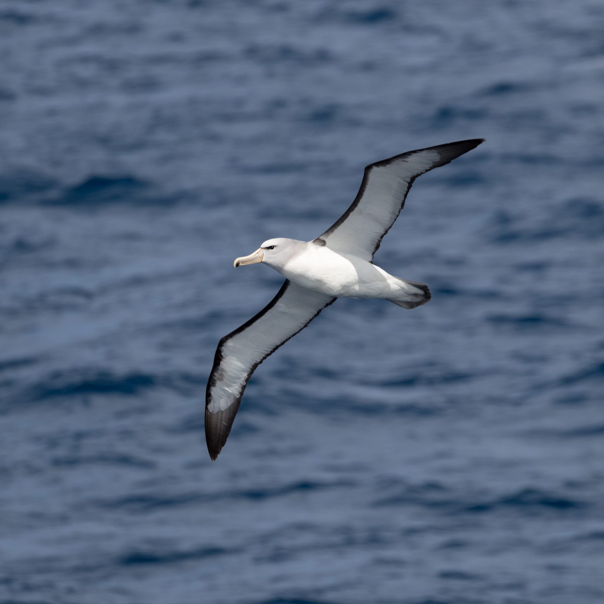 Salvin’s Albatross – Auckland Islands, New Zealand 2018