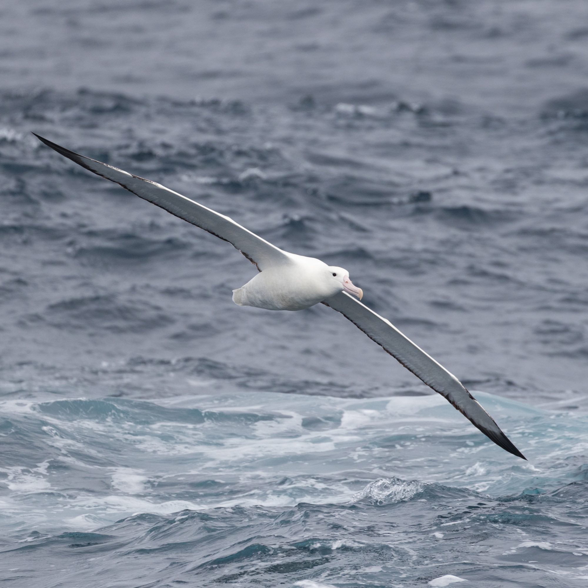 Southern Royal Albatross – New Zealand 2018