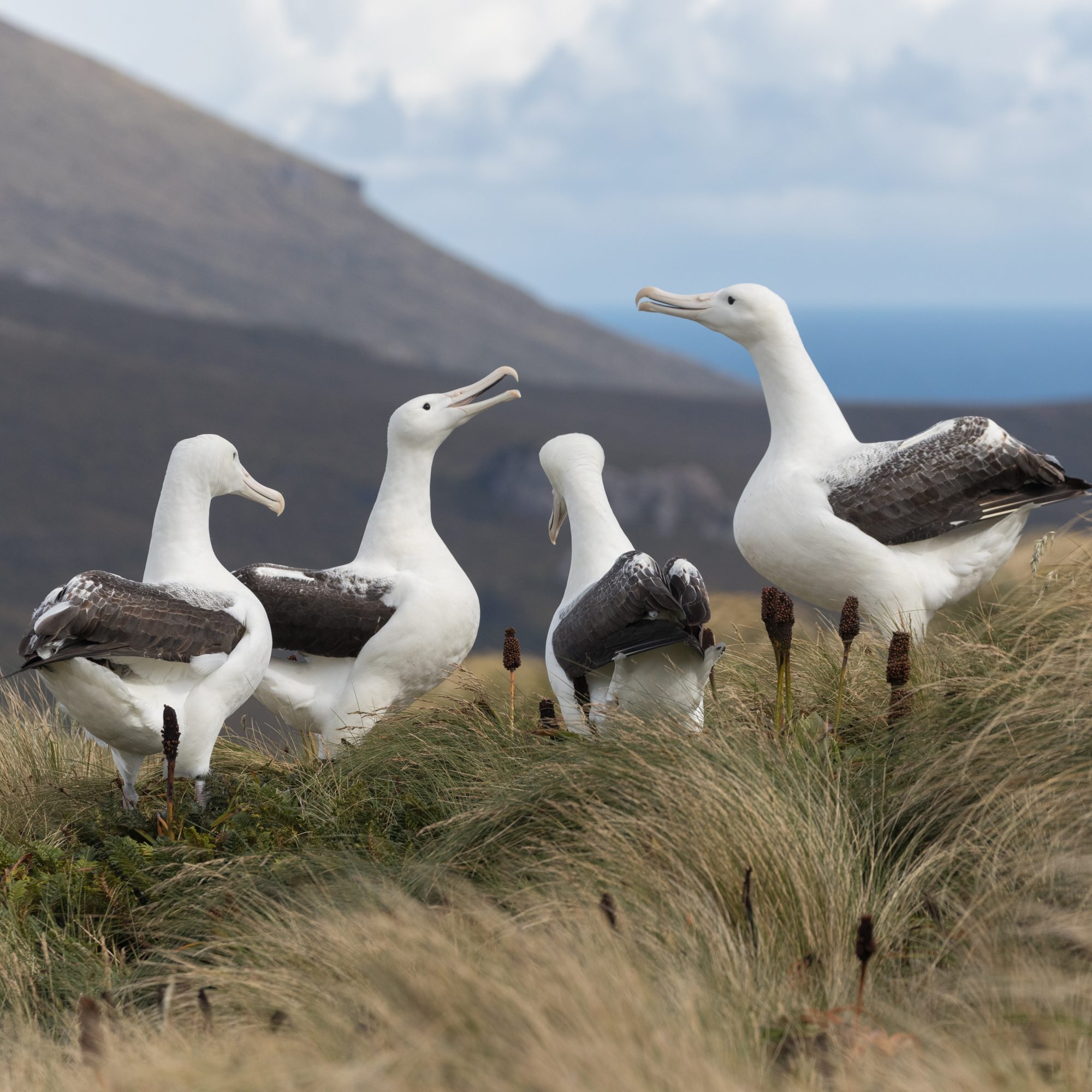 Southern Royal Albatross – Campbell Island, New Zealand 2018